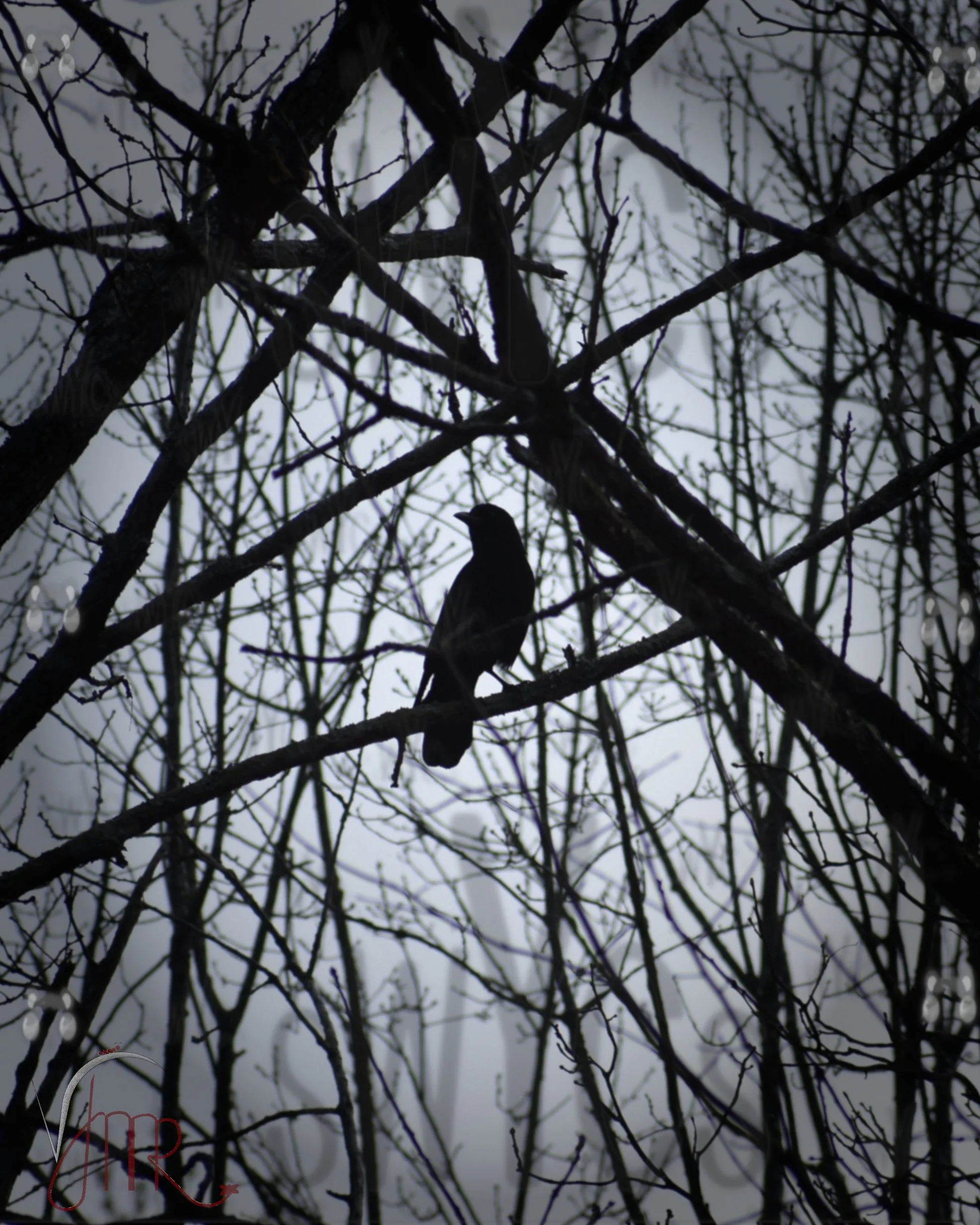 Crow 1