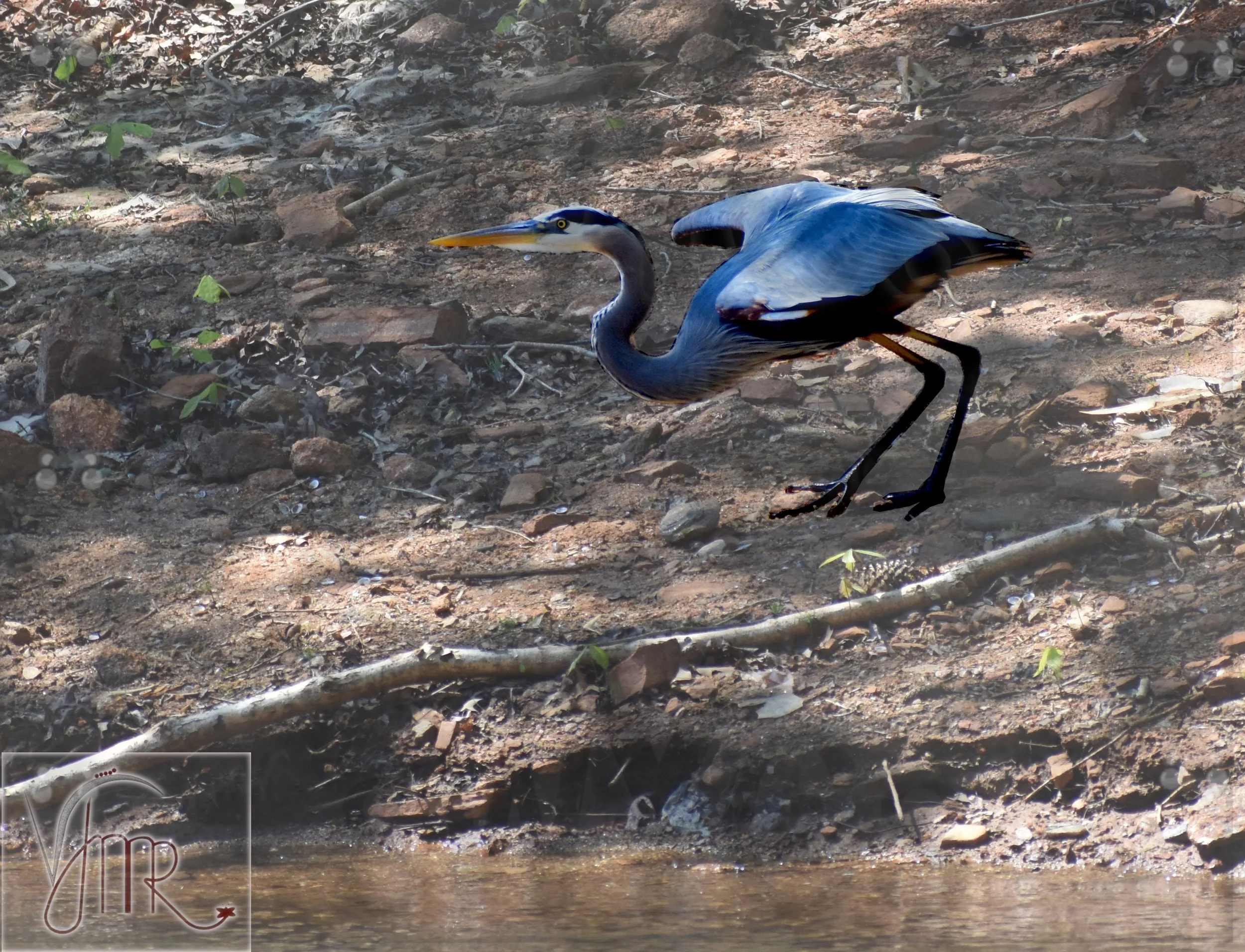 Blue Heron 7 with watermark.jpg