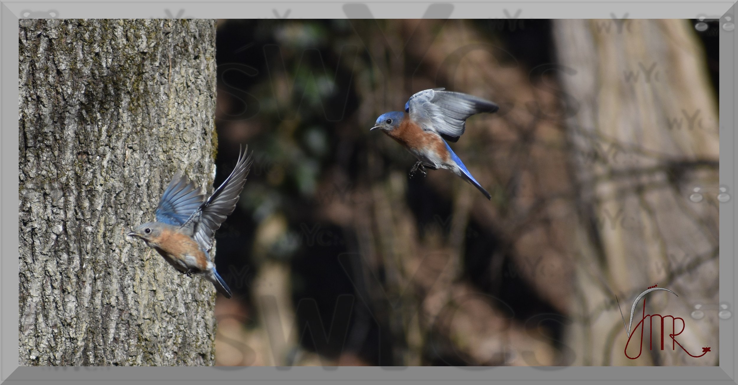 Eastern Bluebird 15
