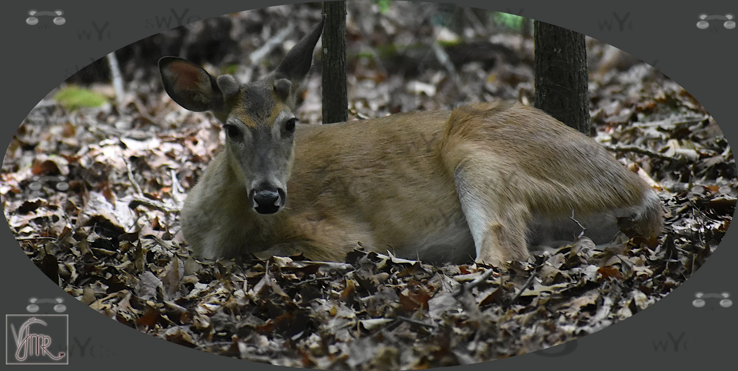 Deer 1 with watermark.JPG