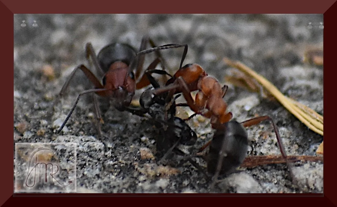 Ant 1 with watermark.JPG