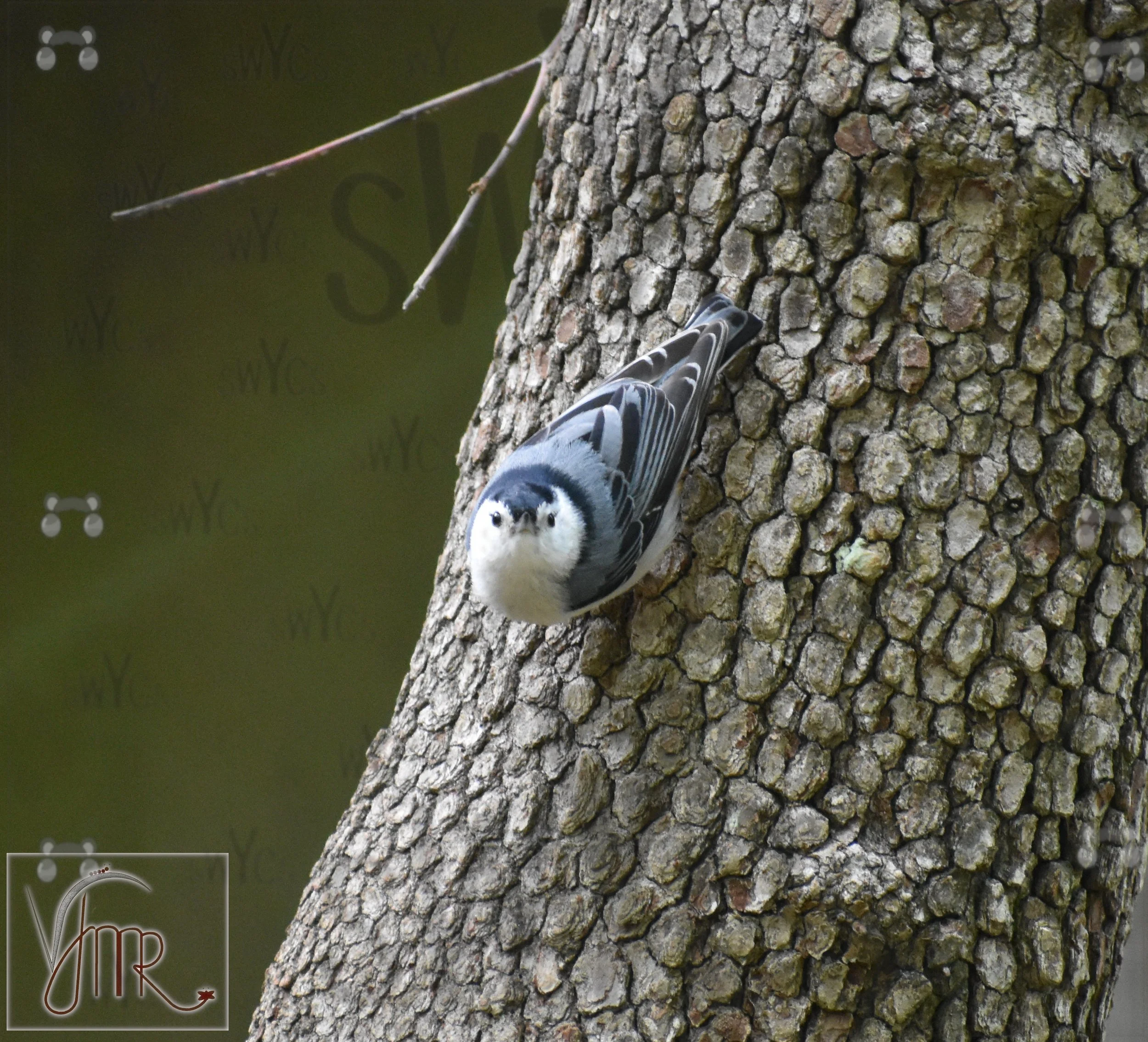 Nuthatch 6