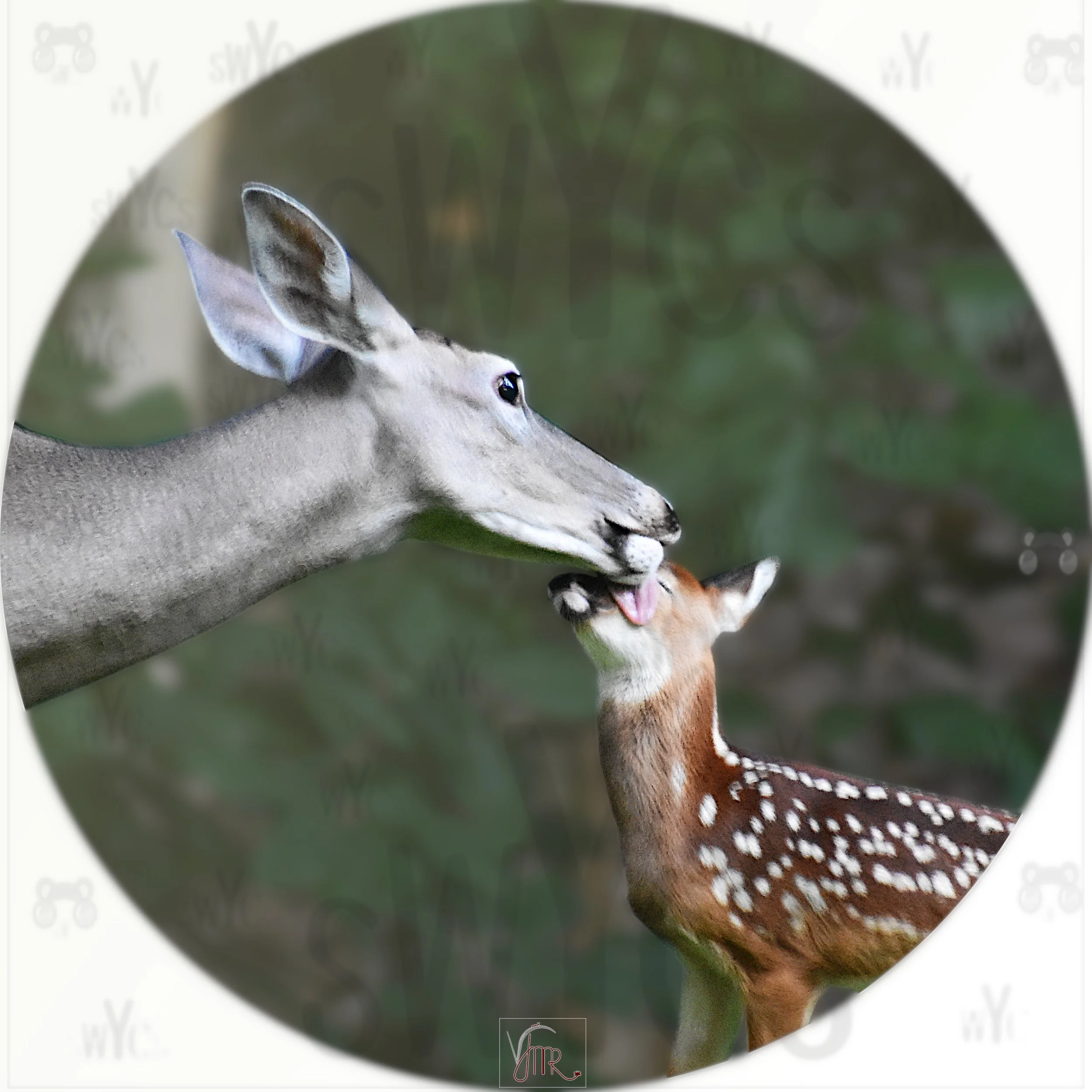 Whitetail deer with watermark 47.jpg