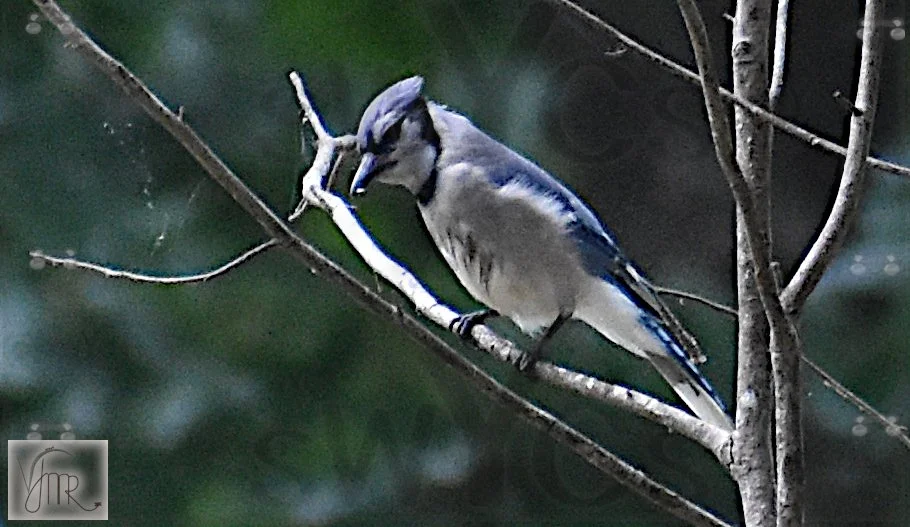 Blue Jay 4