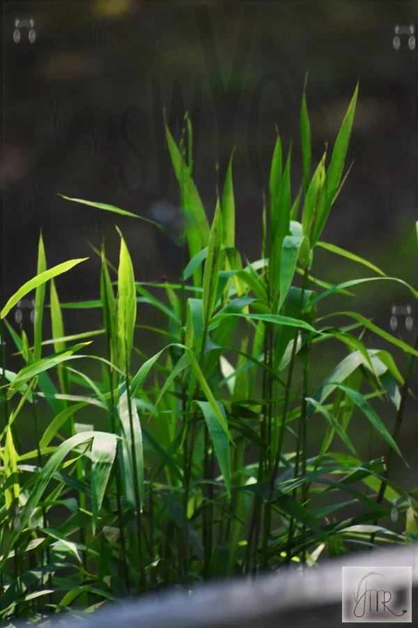 Grass 1