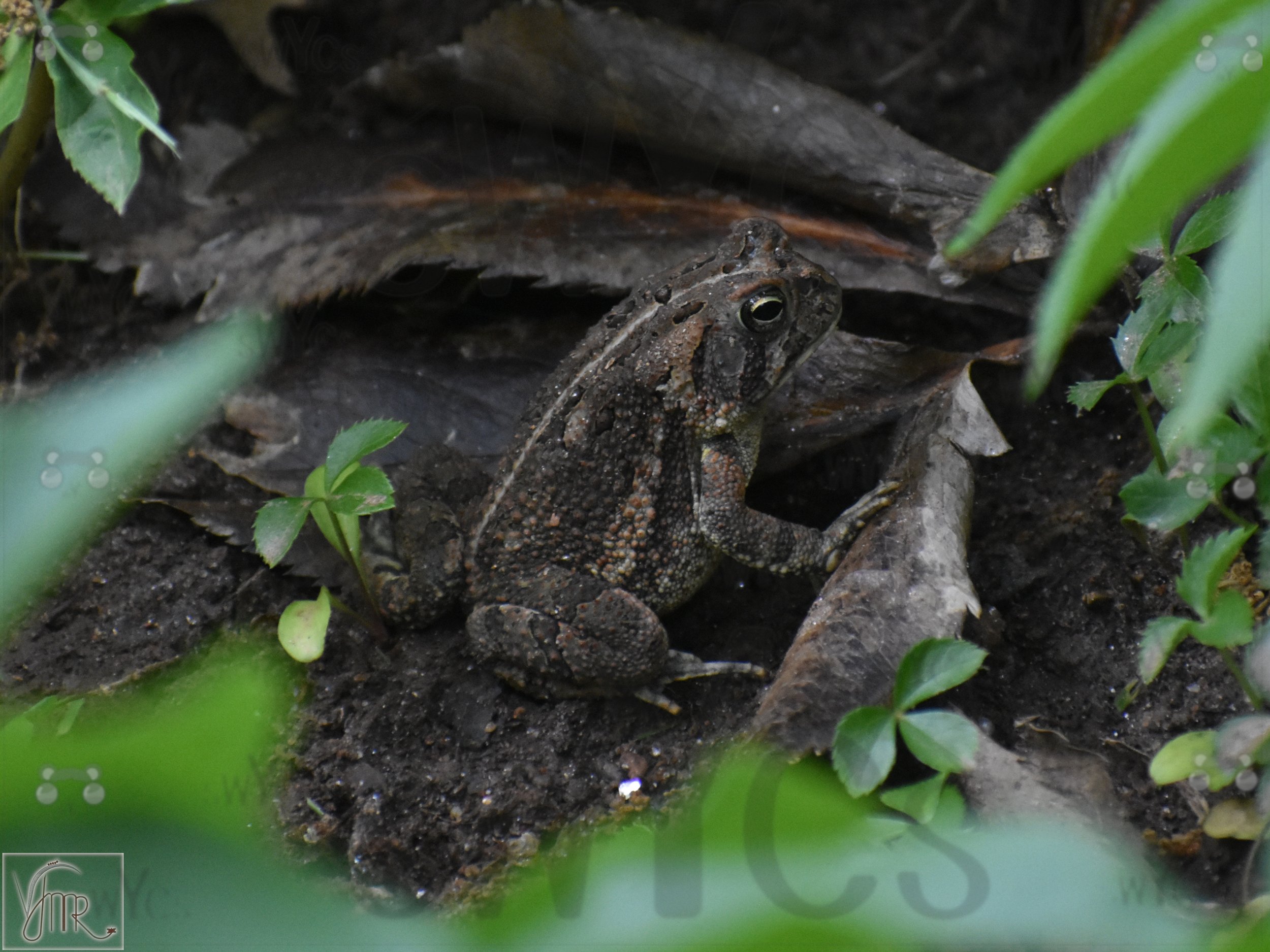 Frog 2 with watermark.JPG