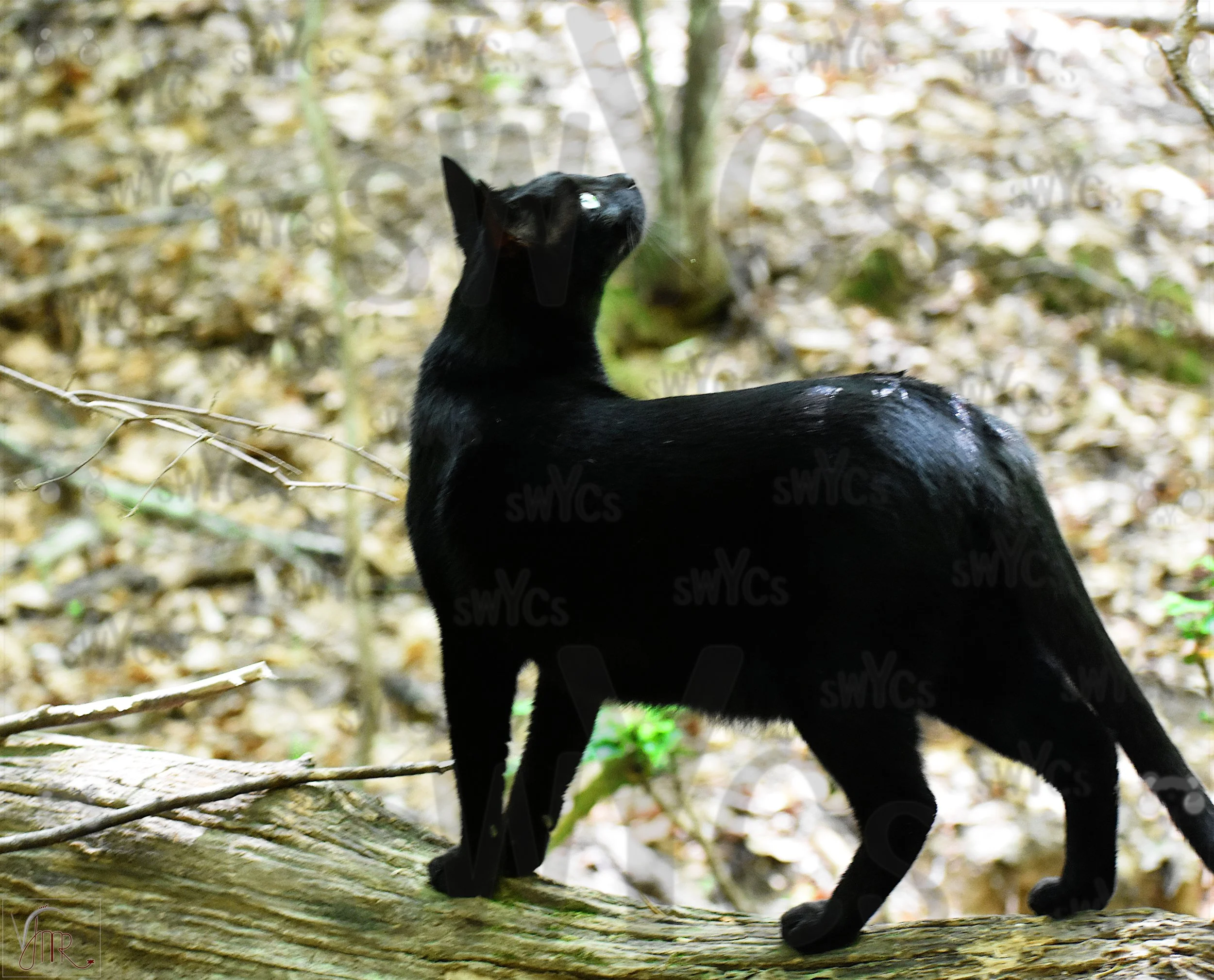 Mikey 10 with watermark.JPG