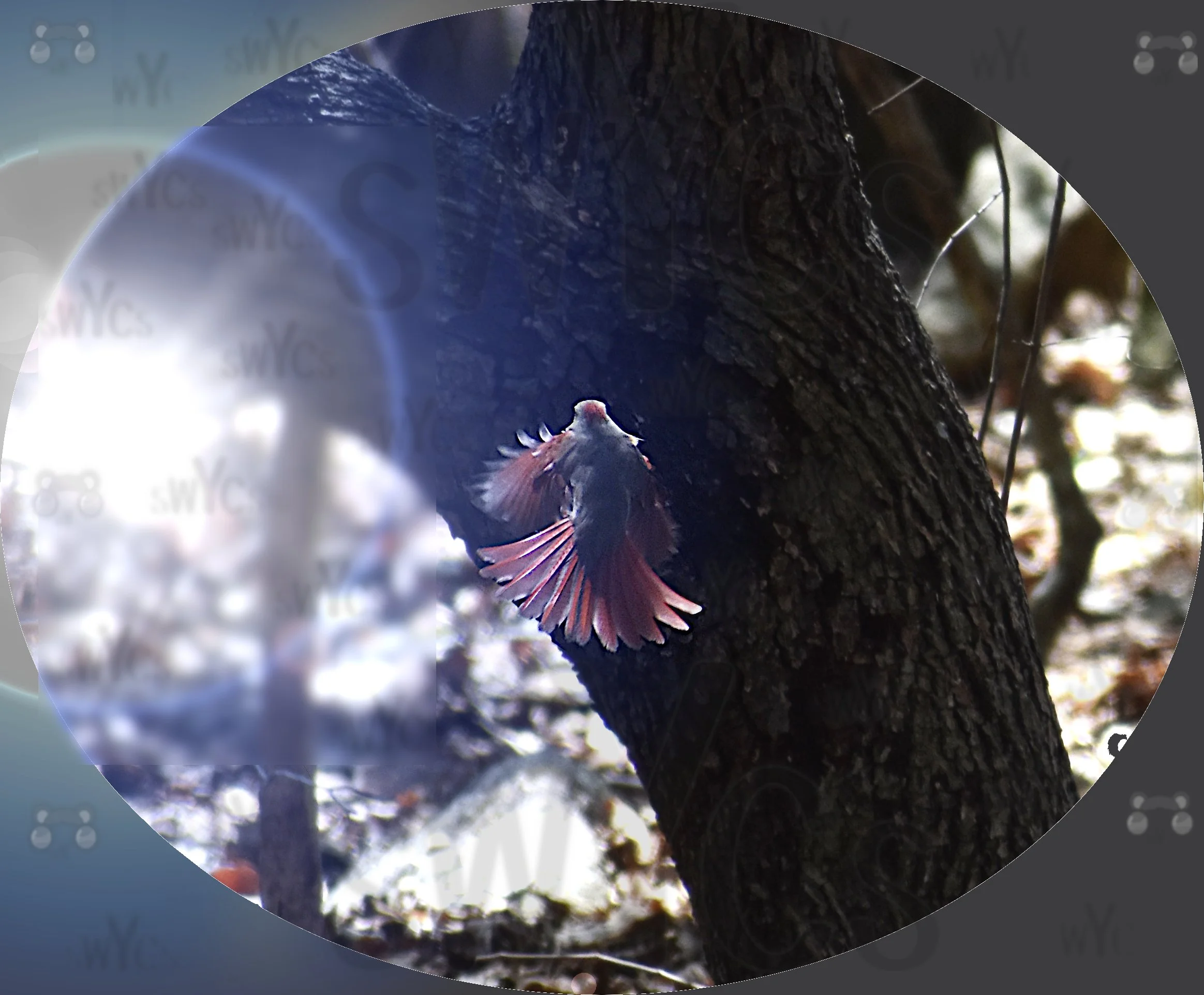 Cardinal 2B