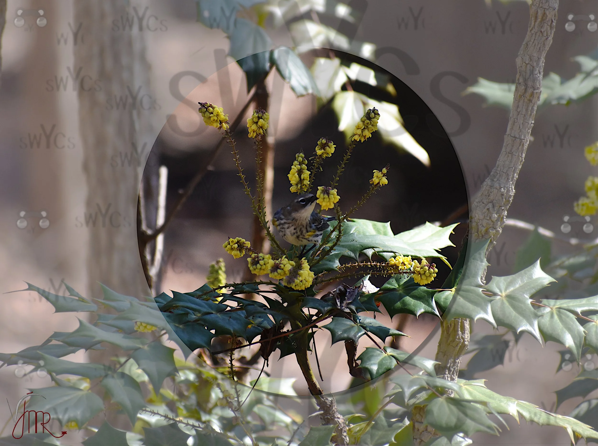 Yellow rumped wabler 30 with watermark.JPG