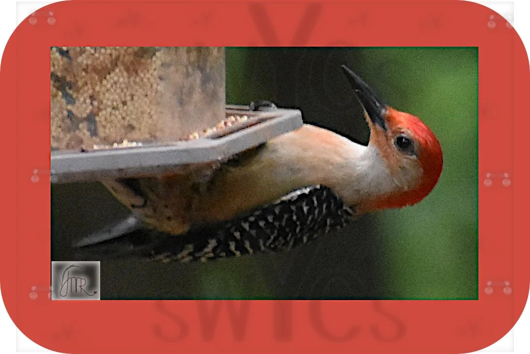 Red Bellied Woodpecker 1