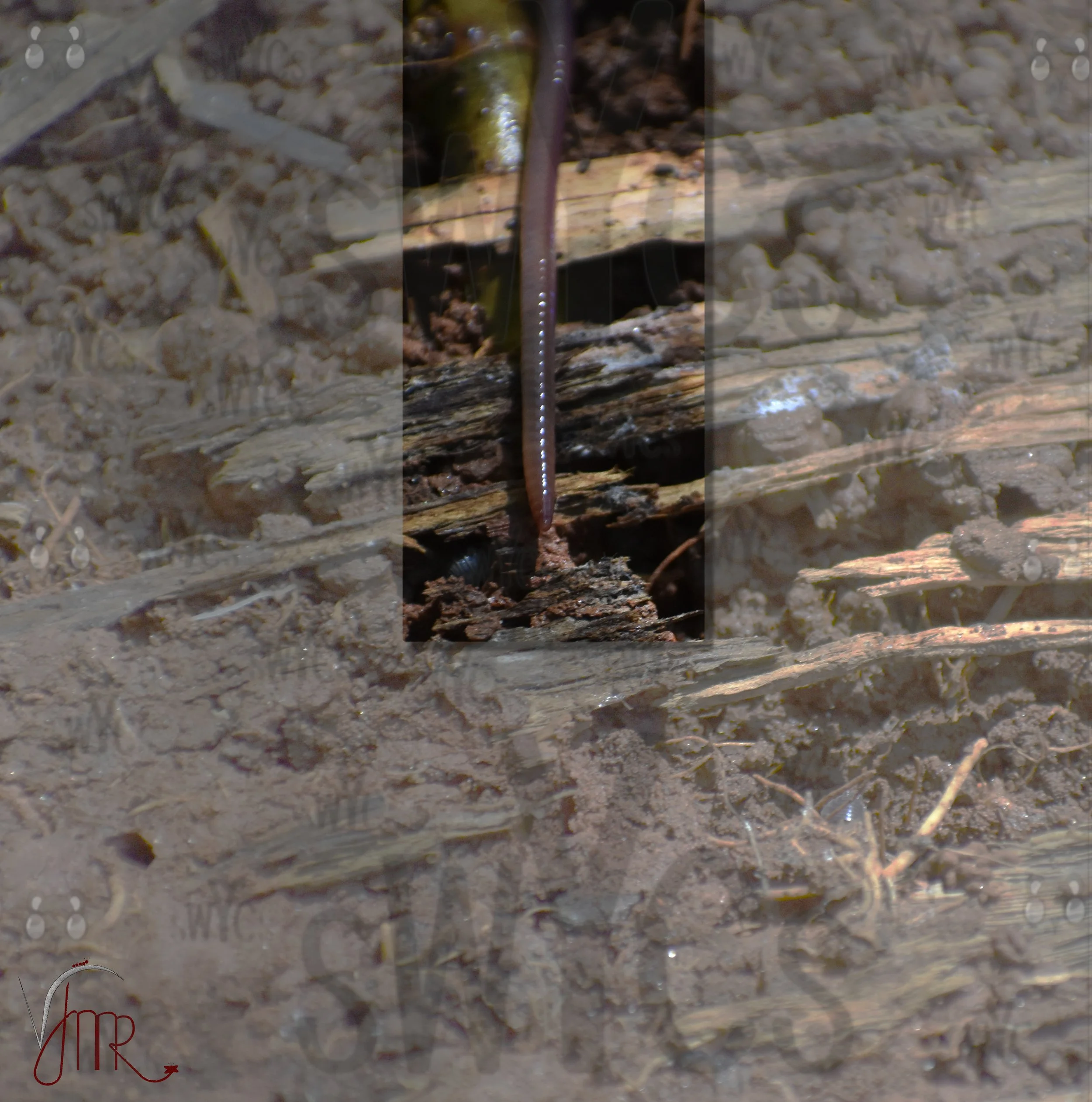 Earth worm shadow box with watermark.JPG