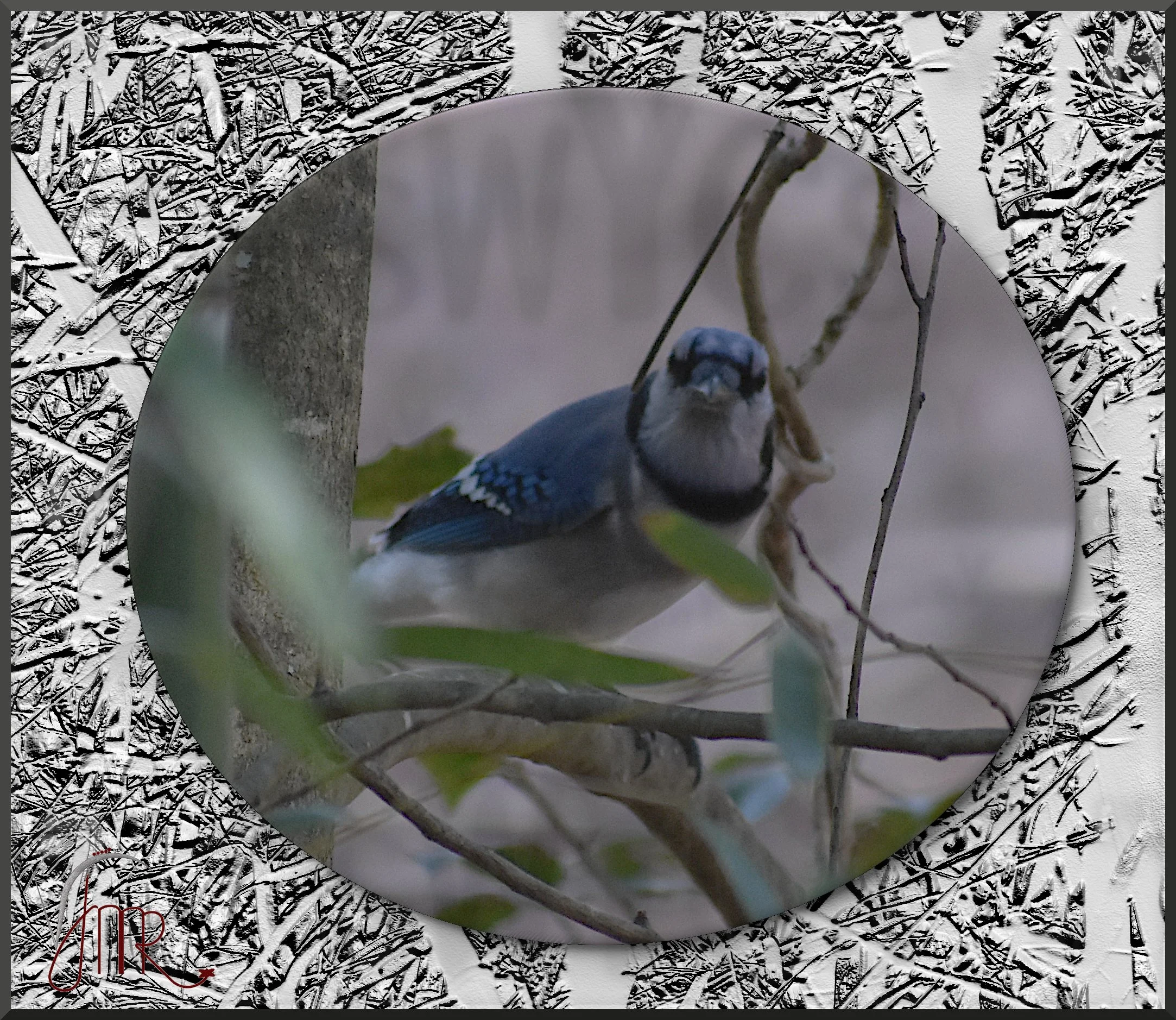 Blue Jay 8