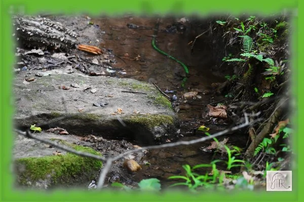 Stream 1a with watermark.JPG