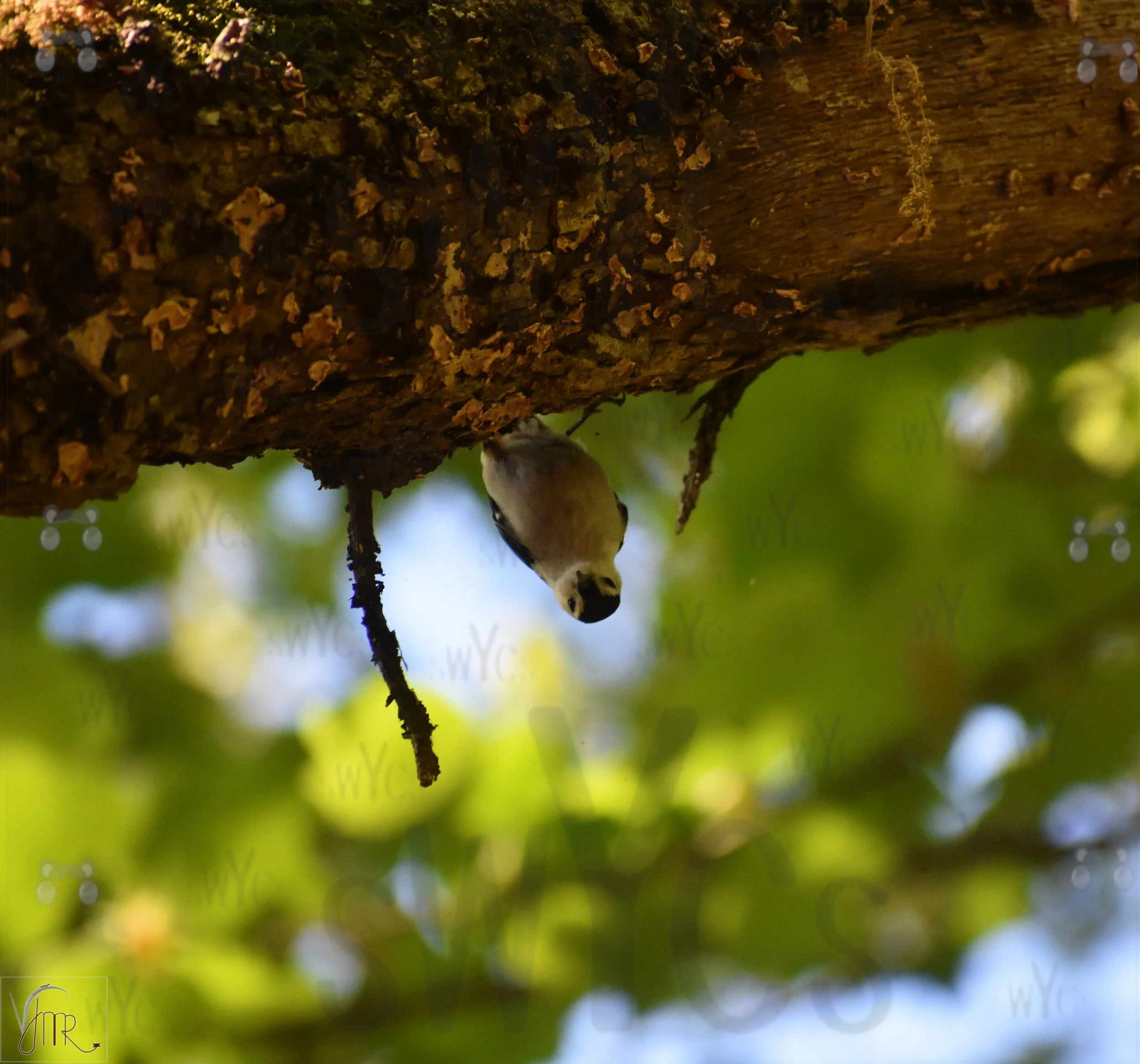 Nuthatch 1 with watermark.JPG