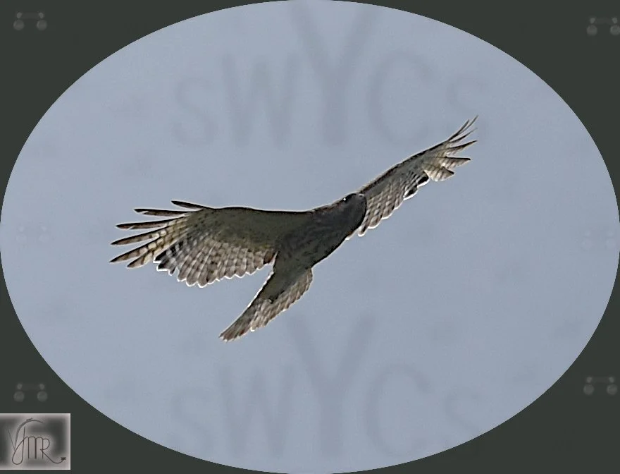 Hawk 1 with watermark.JPG