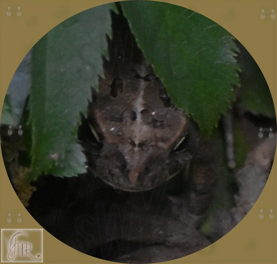 Frog 5 with watermark.JPG