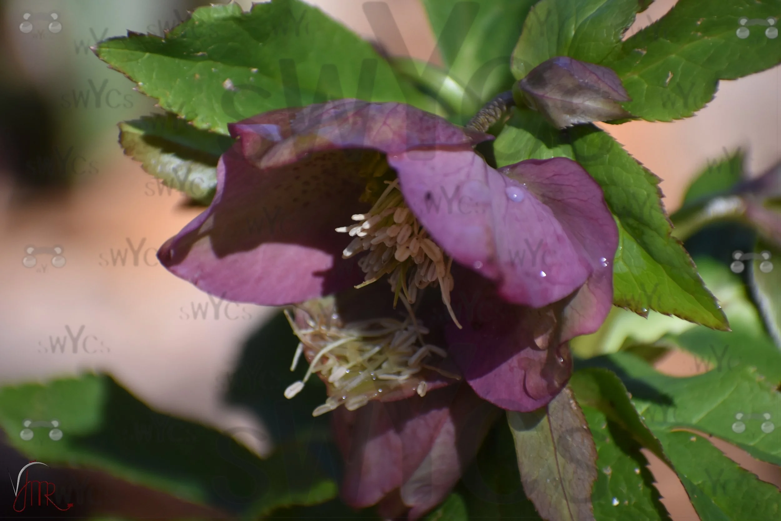 purple lenten rose 1 with watermarks.JPG