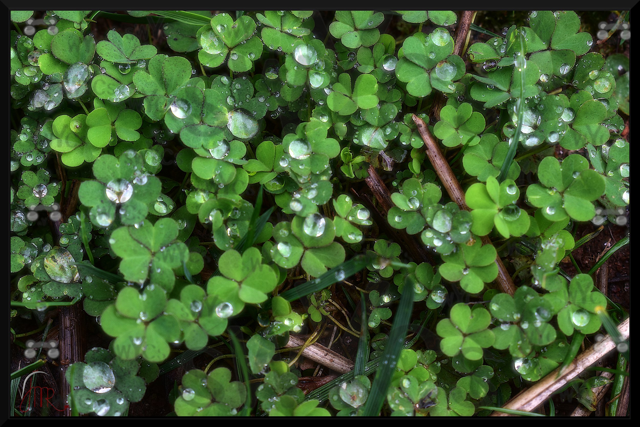 Shamrocks 1