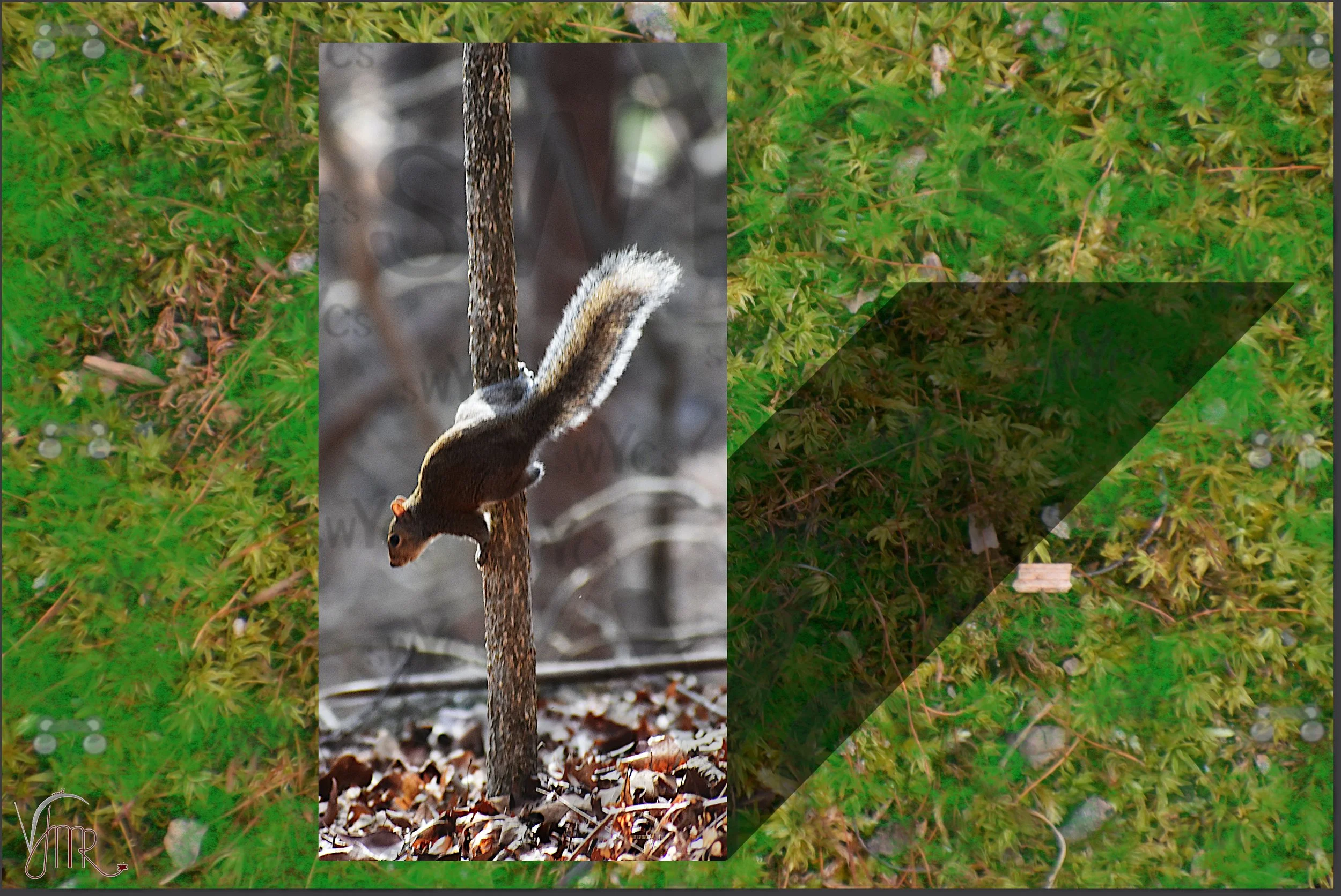 squirrel  11 with watermarks.JPG