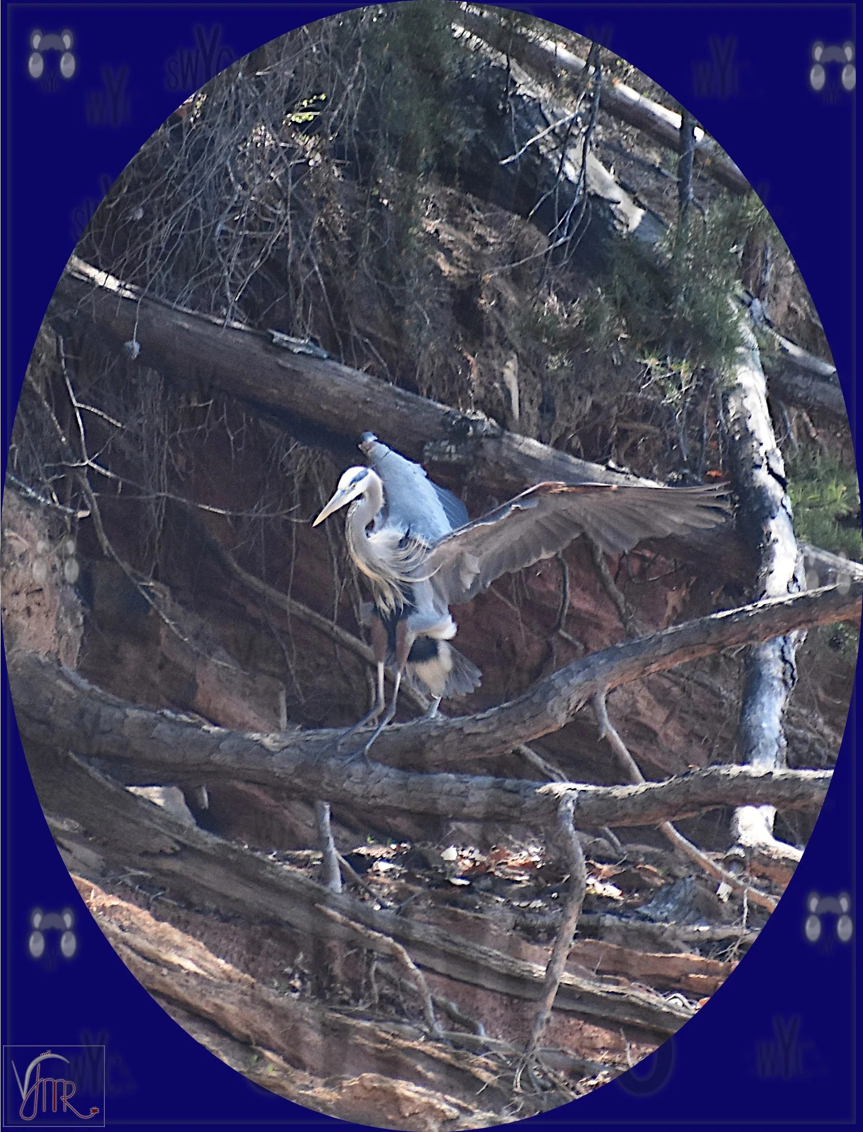 Blue Heron 15