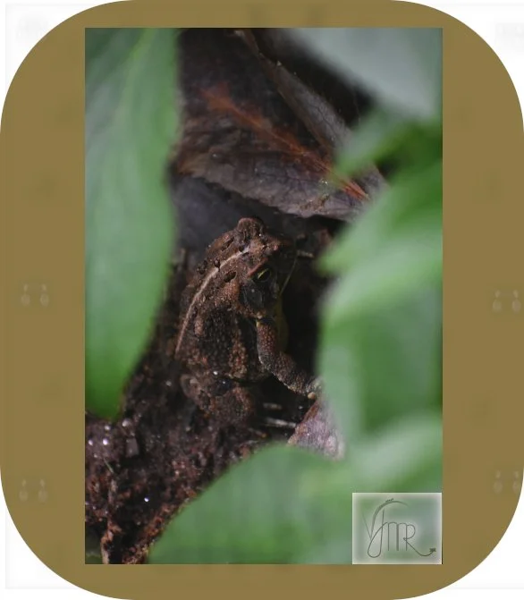 Frog 1 with watermark.JPG