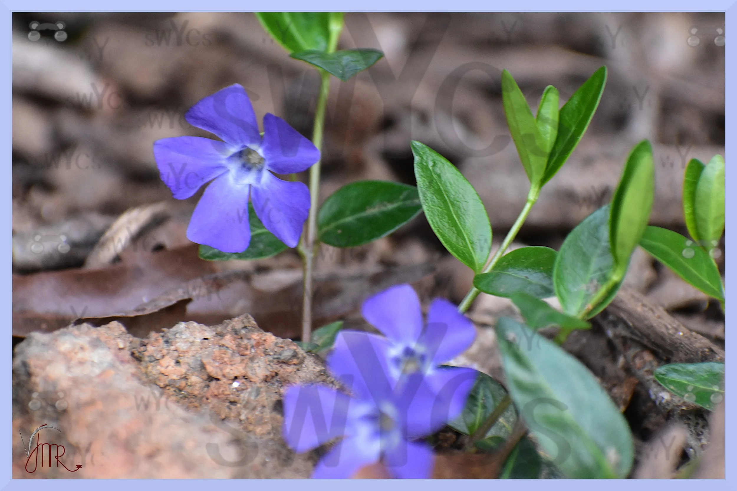Lesser Periwinkle 1 with watermark.JPG