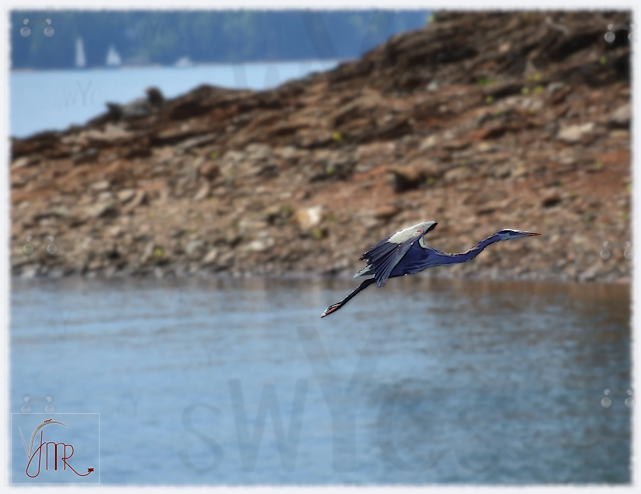 Blue Heron 2