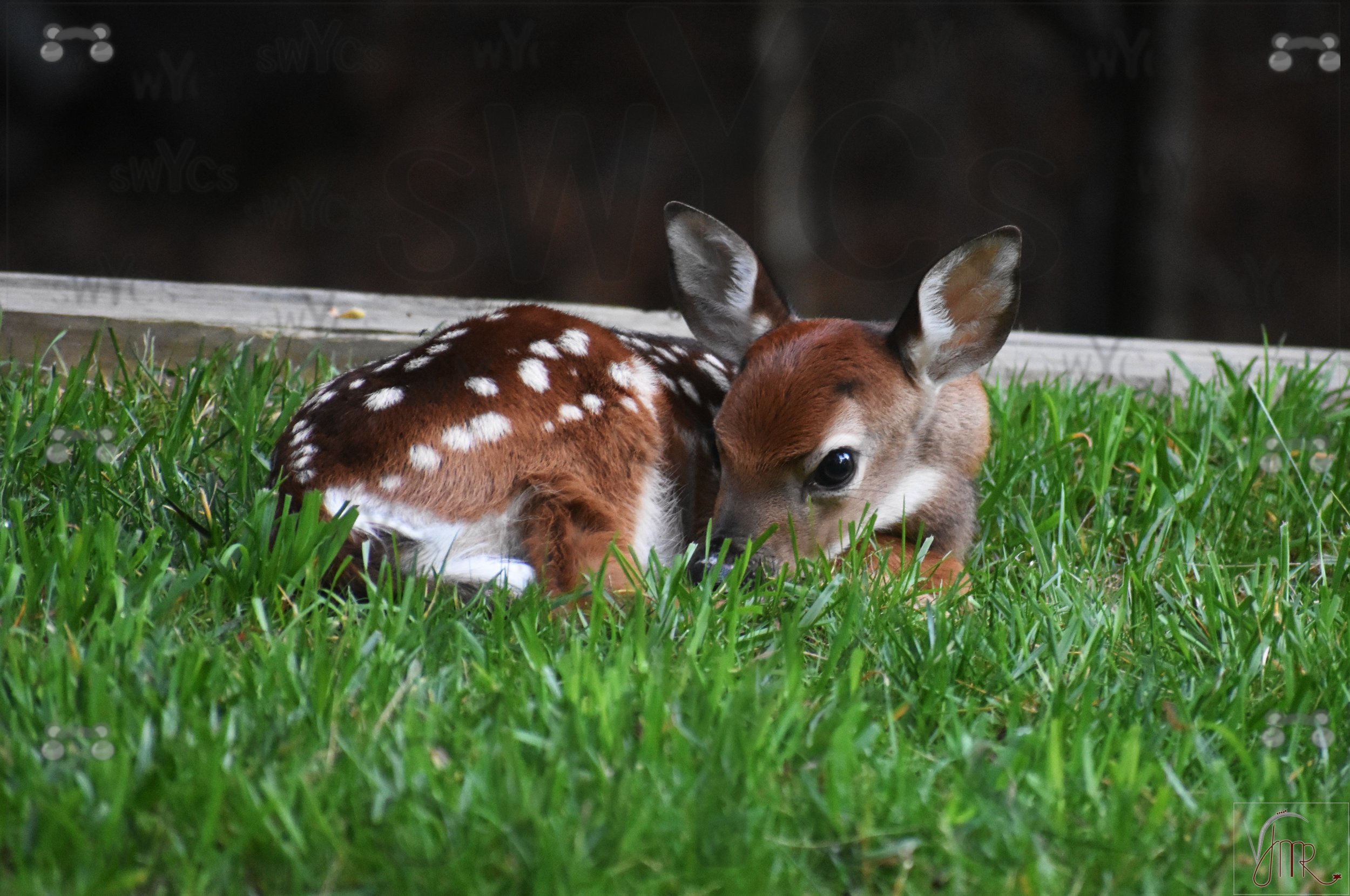 Whitetail Deer 50