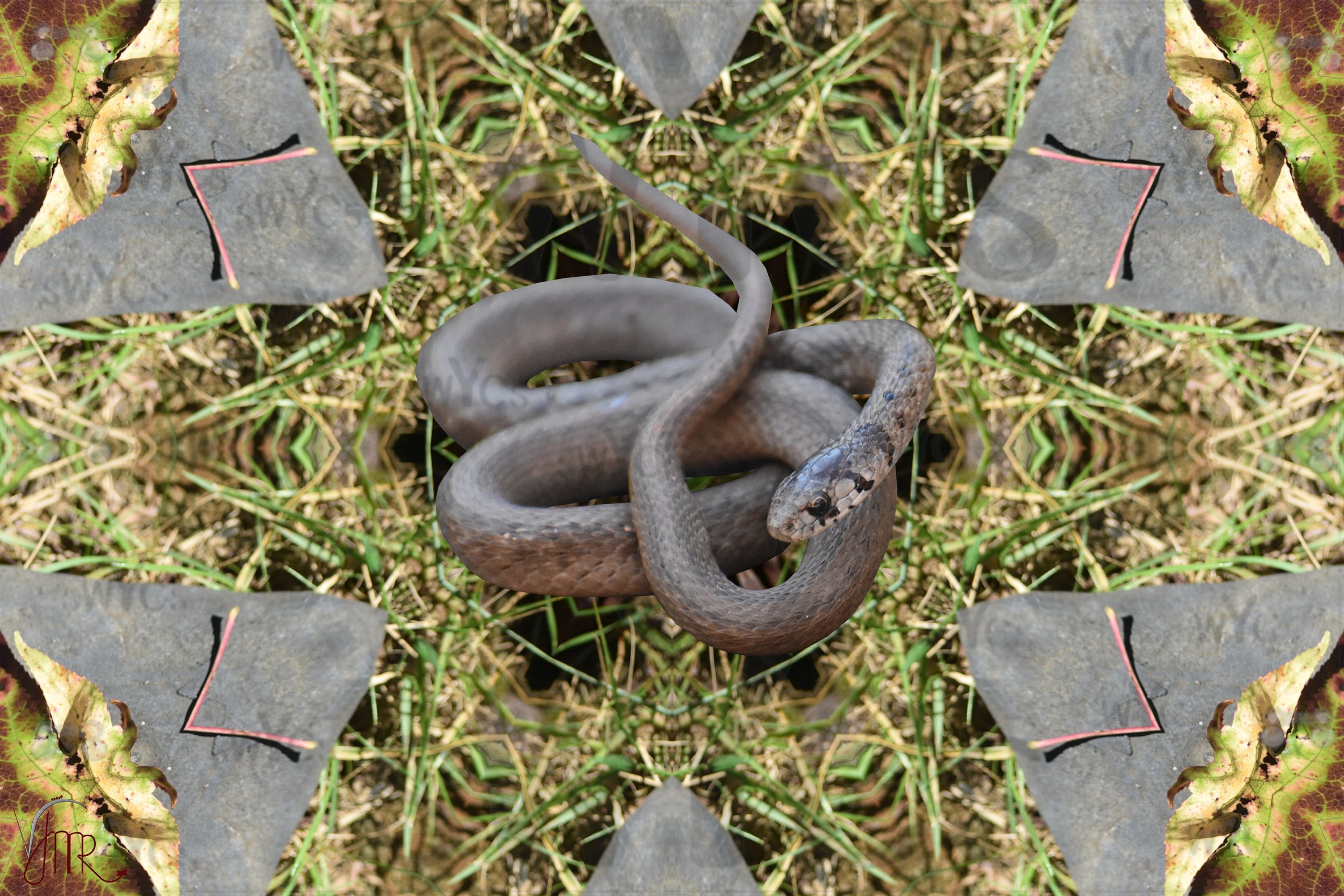 Snake 1