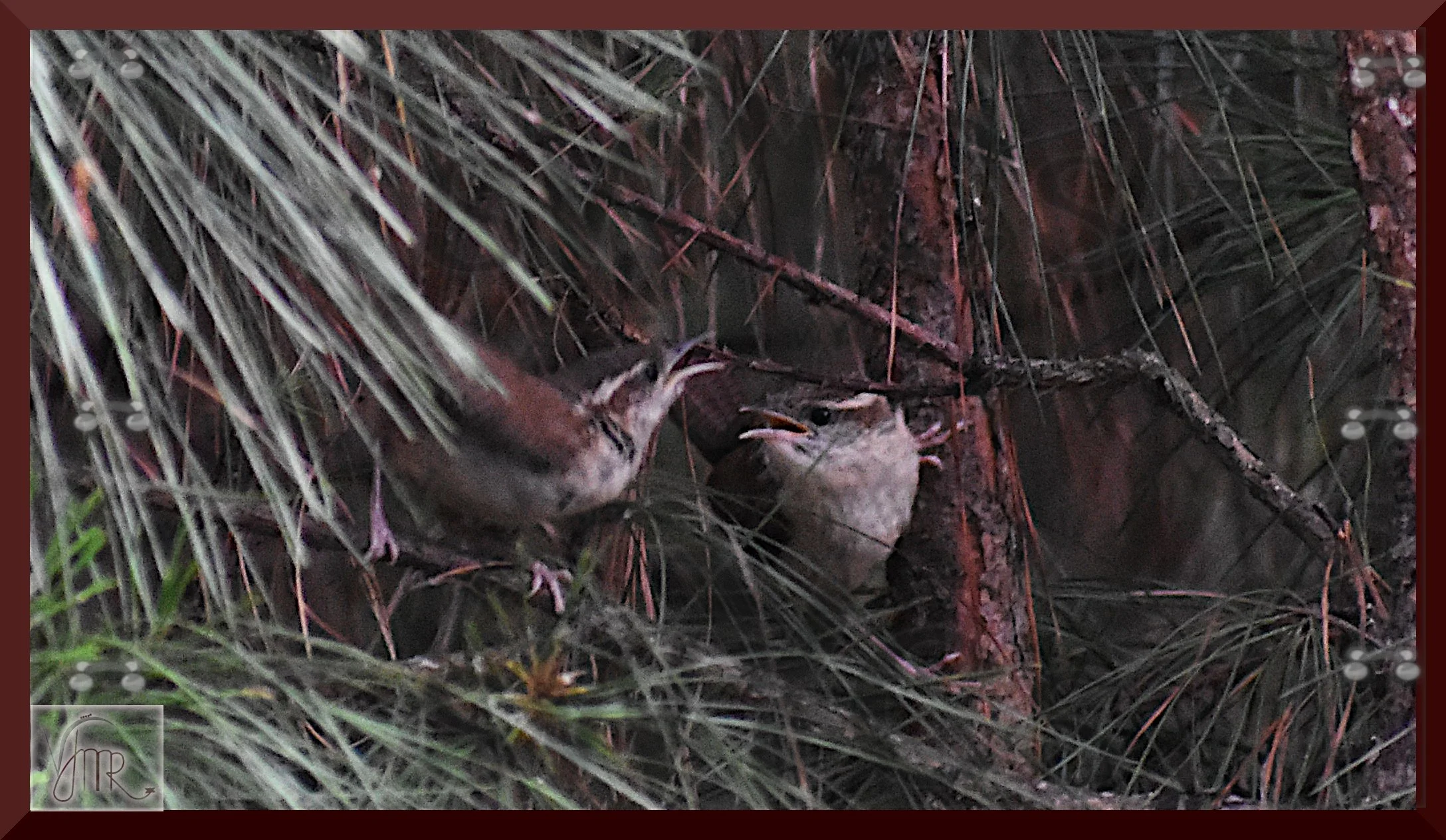 Carolina Wren 1