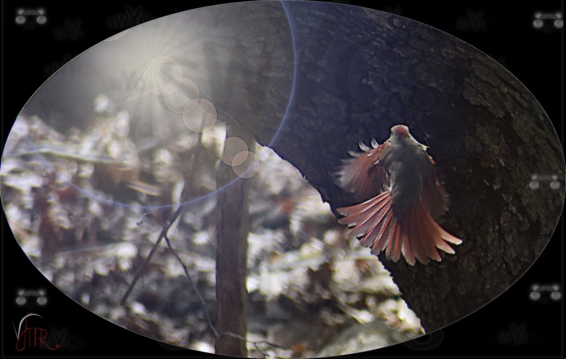 Cardinal Lady with watermark.jpg