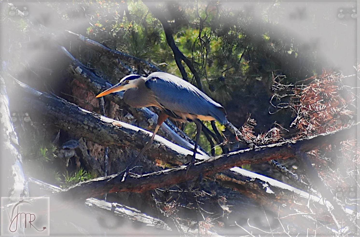 Blue Heron 14 with watermark.jpg