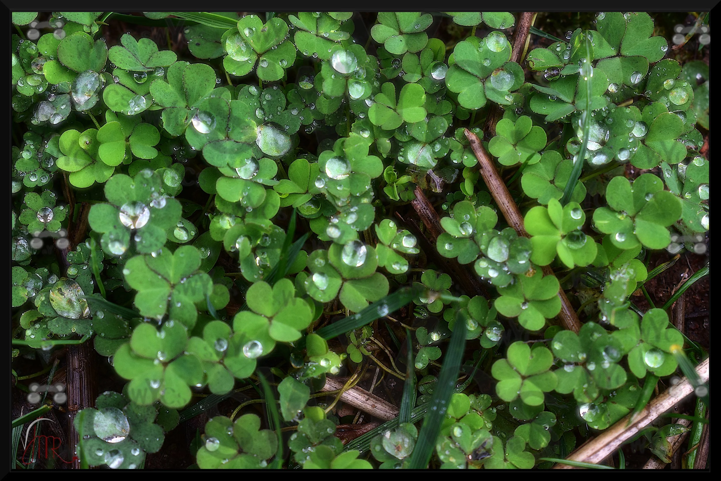Shamrocks 1 with watermarks.JPG