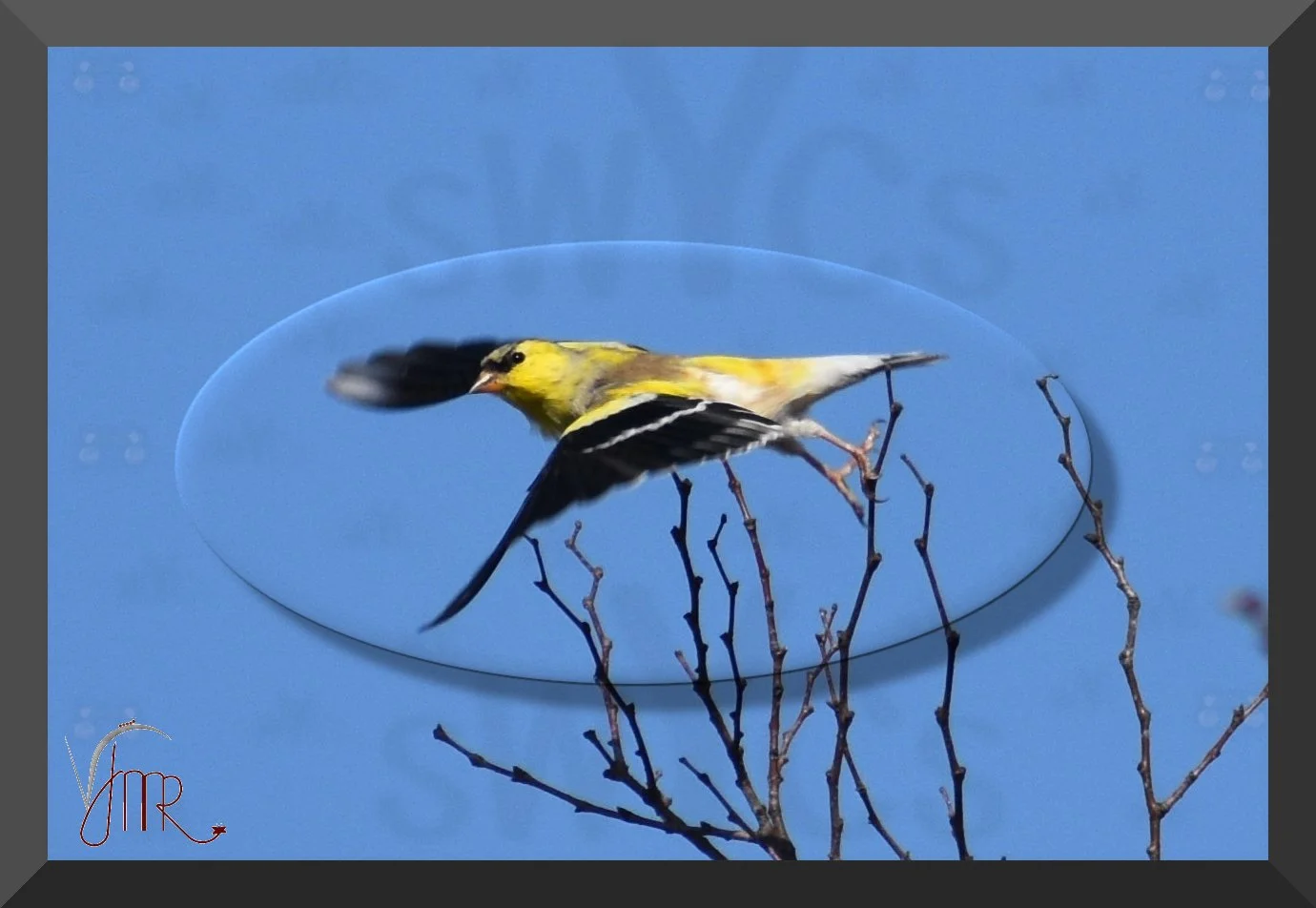 Golden Finch 1