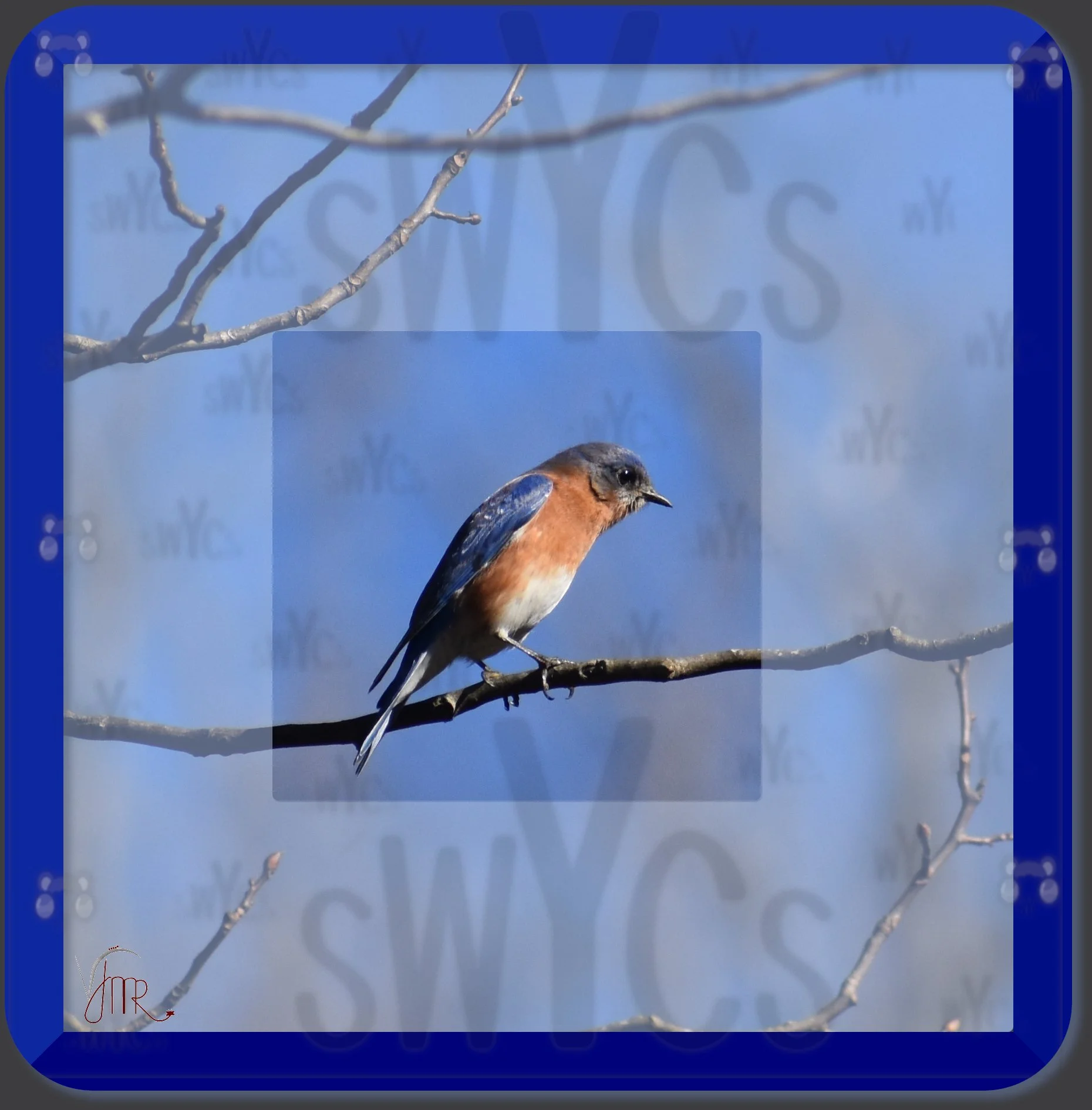 Eastern Bluebird 12