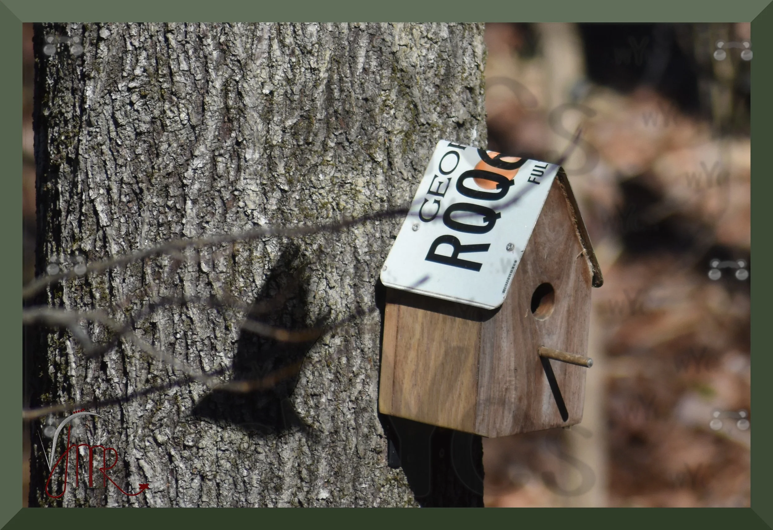 eastern bluebird shadow withwatermark.jpg