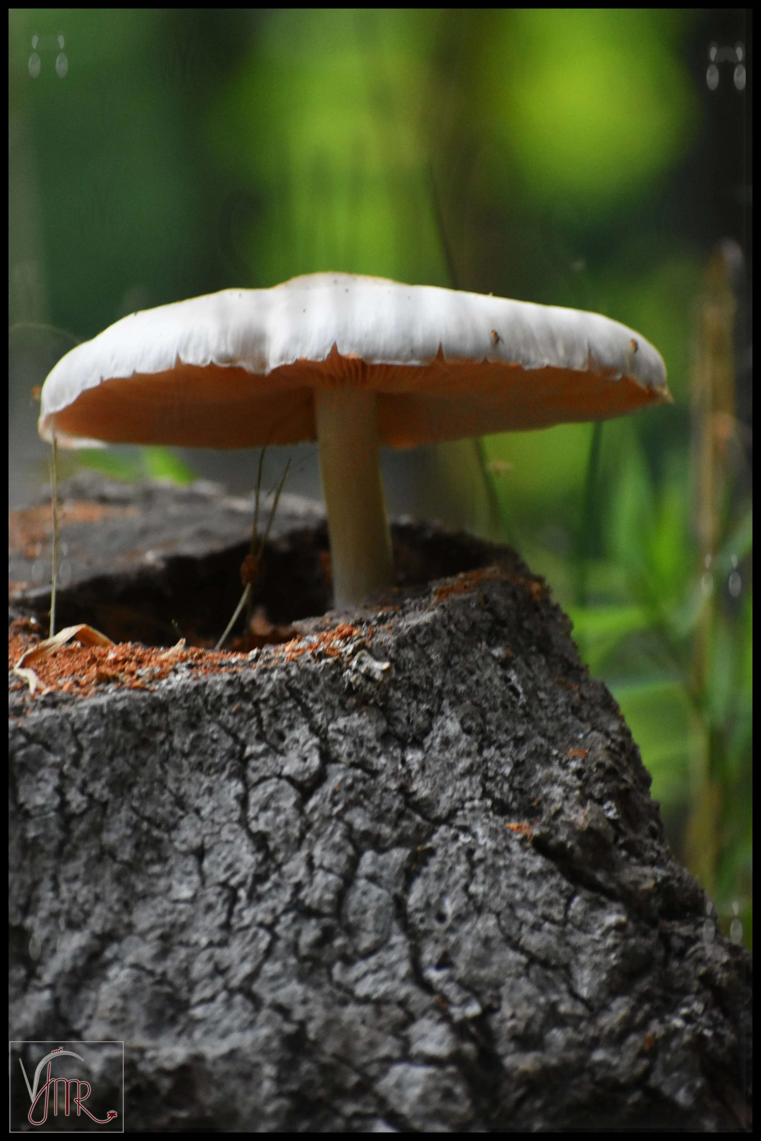 Mushroom 1 with watermark.JPG