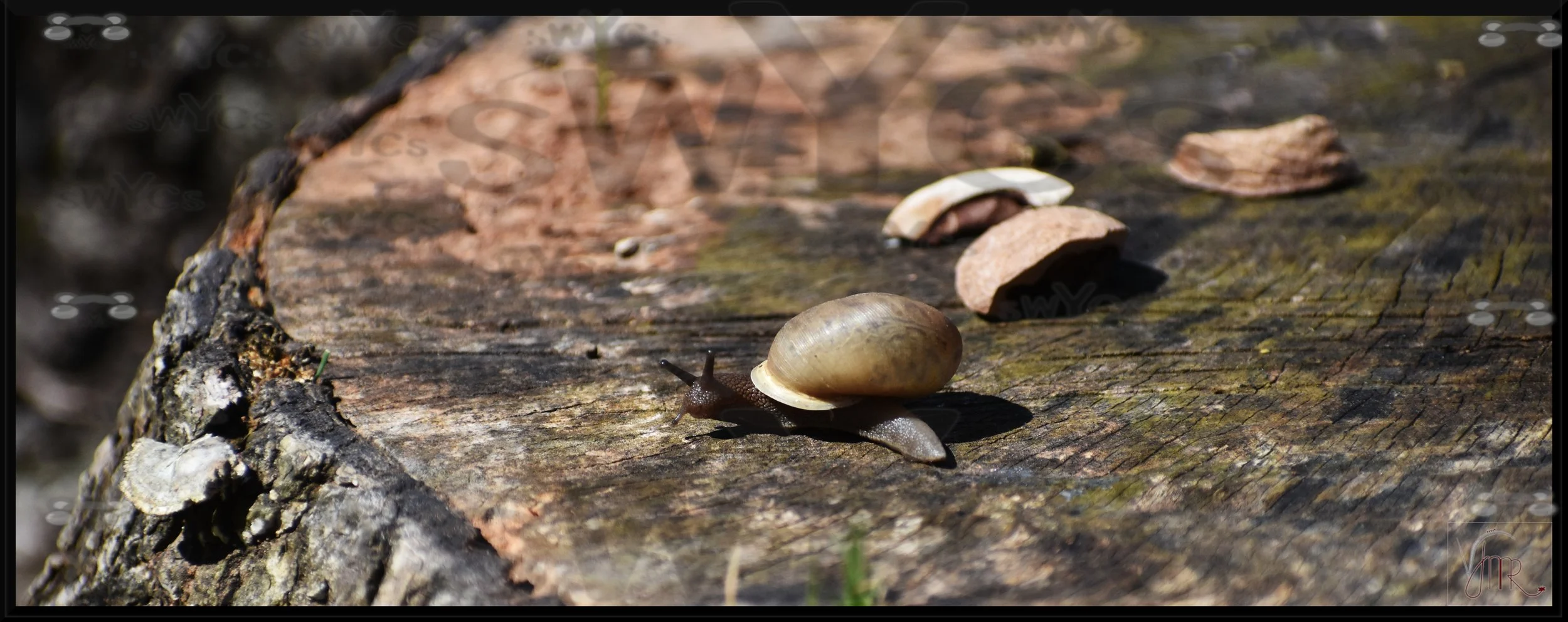 Snail 2 with watermark.jpg