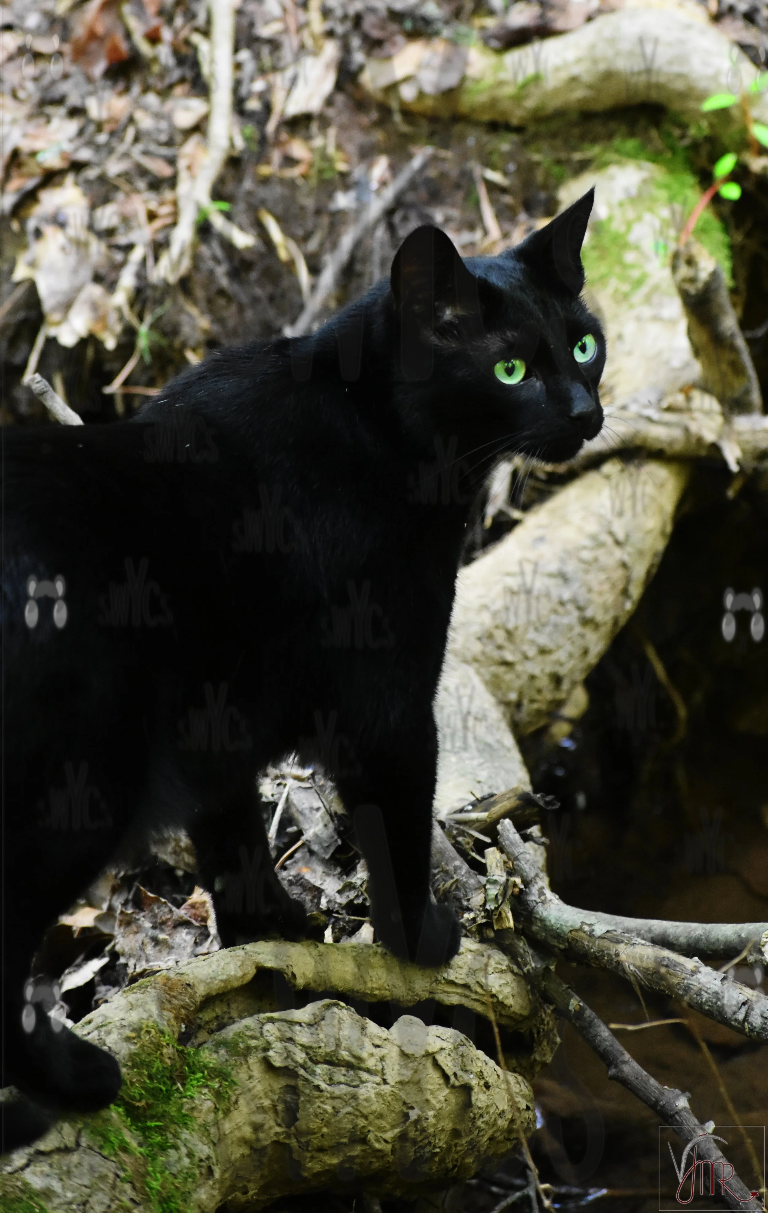 Mikey 3 with watermark.JPG