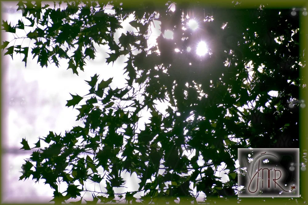 Tree 1 with watermark.JPG