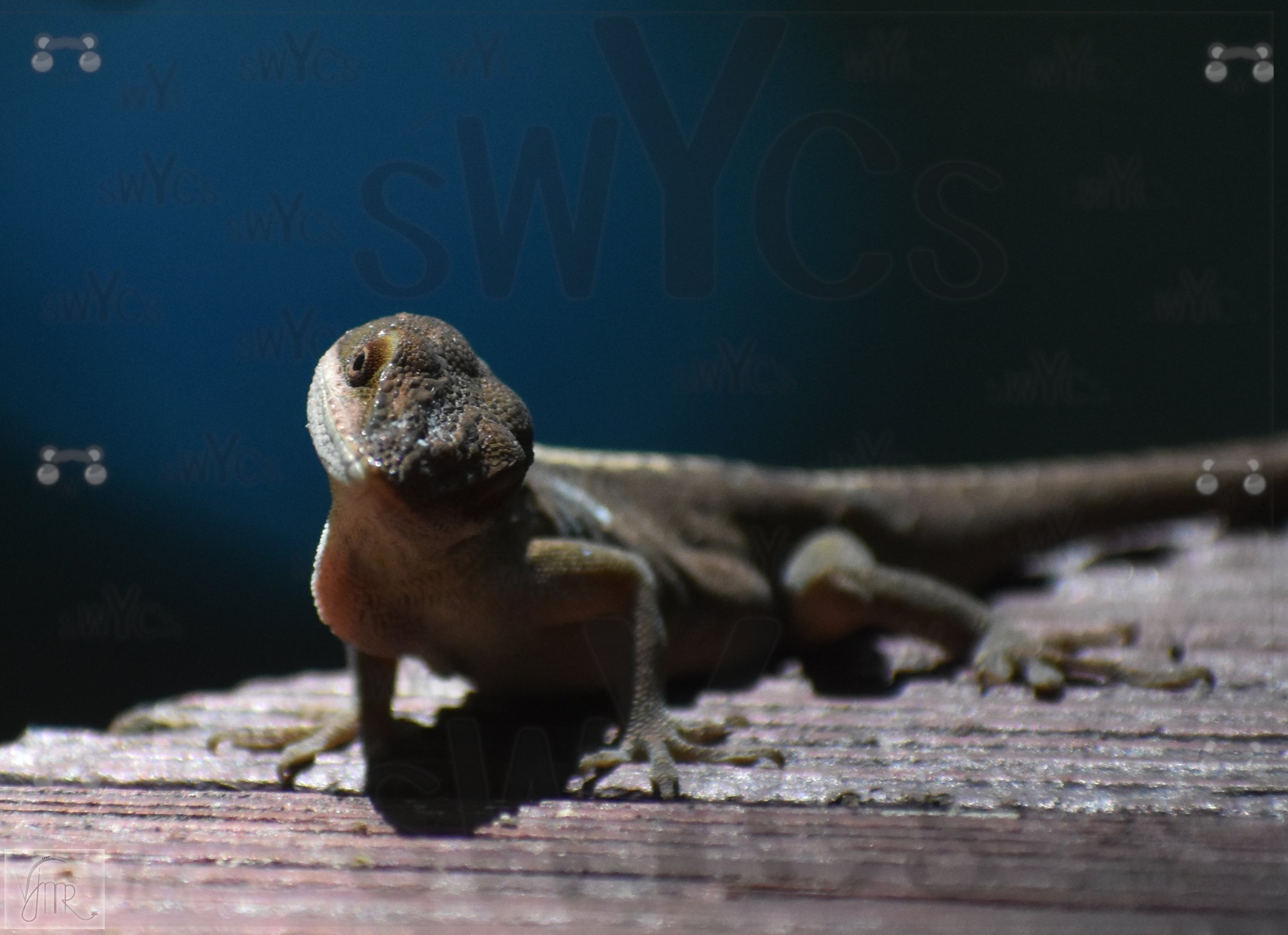 Lizard 4