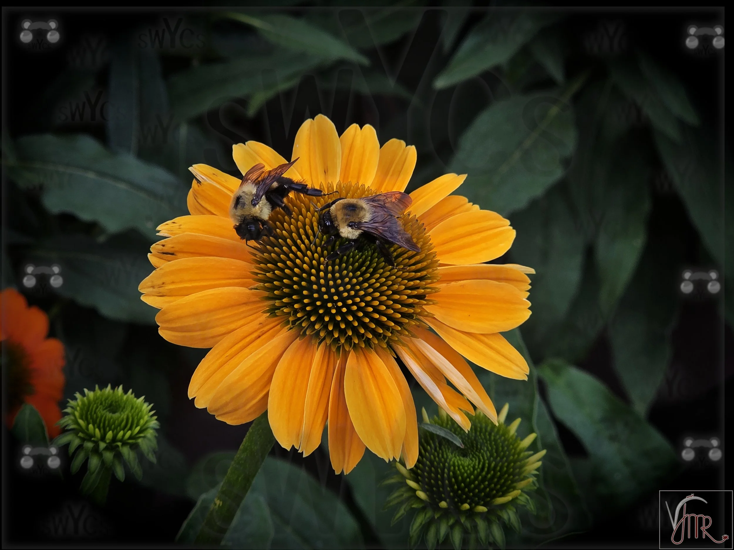 Bumblebee J1 with watermark.jpg