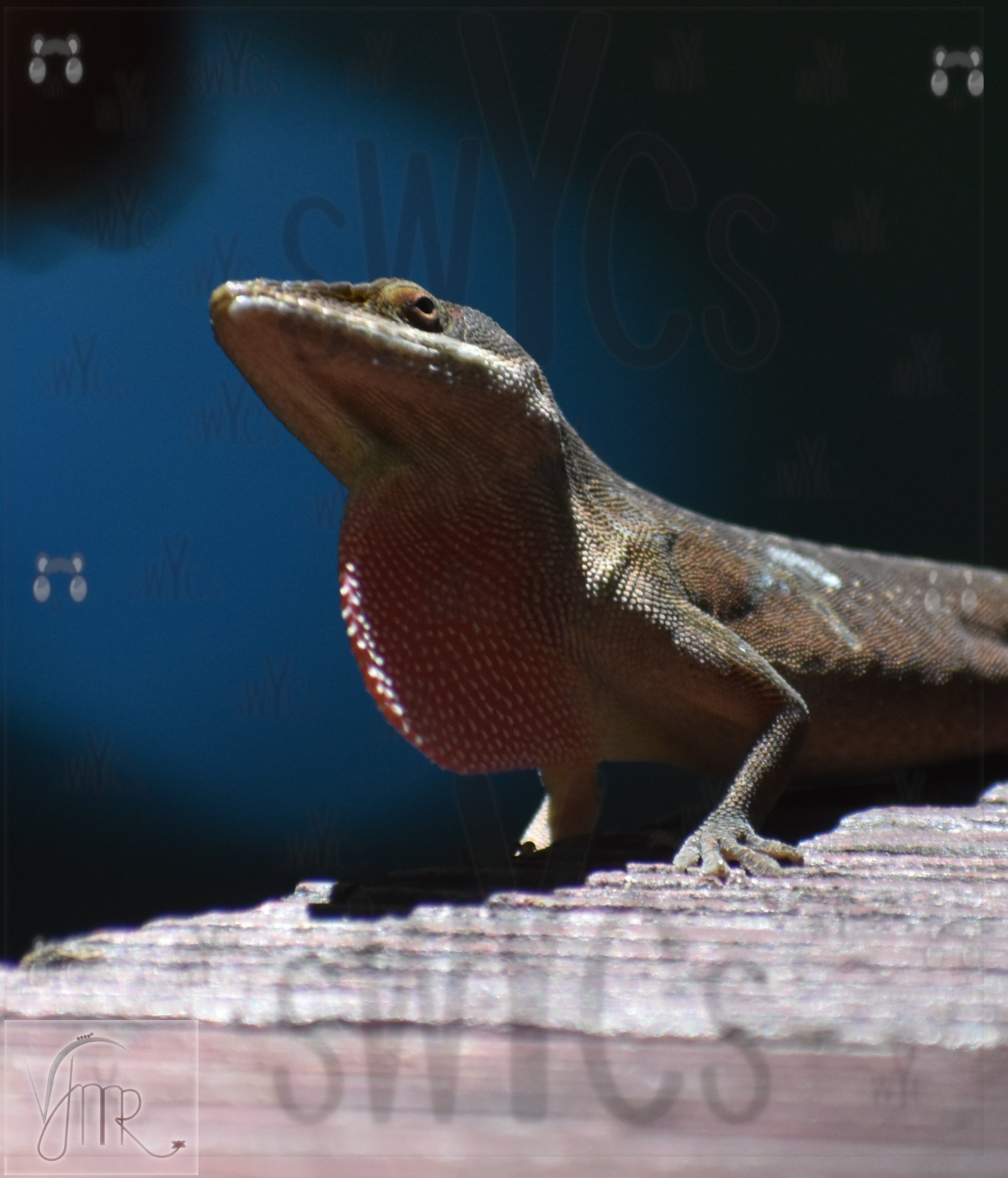 Lizard 3