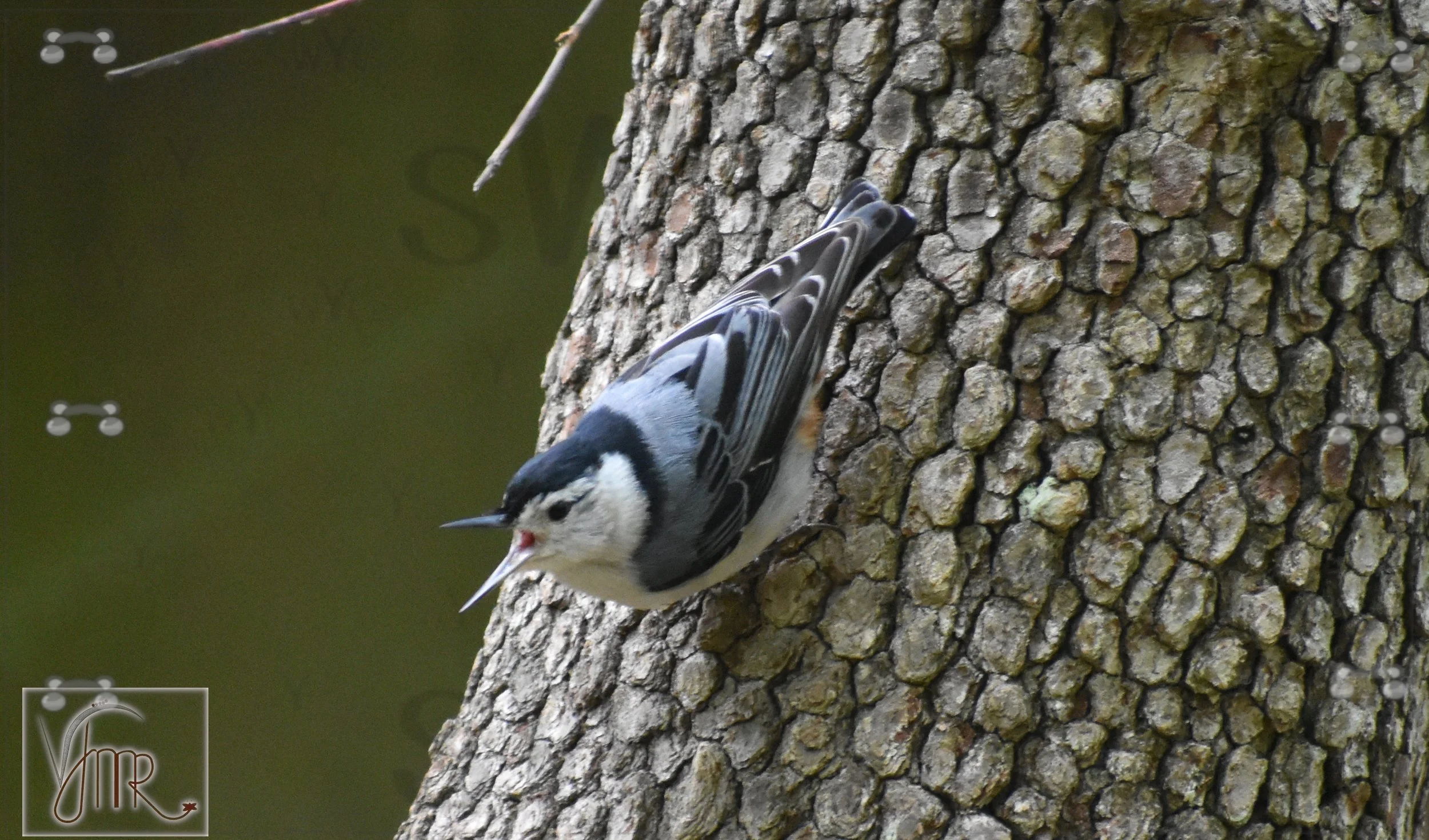 Nuthatch 5