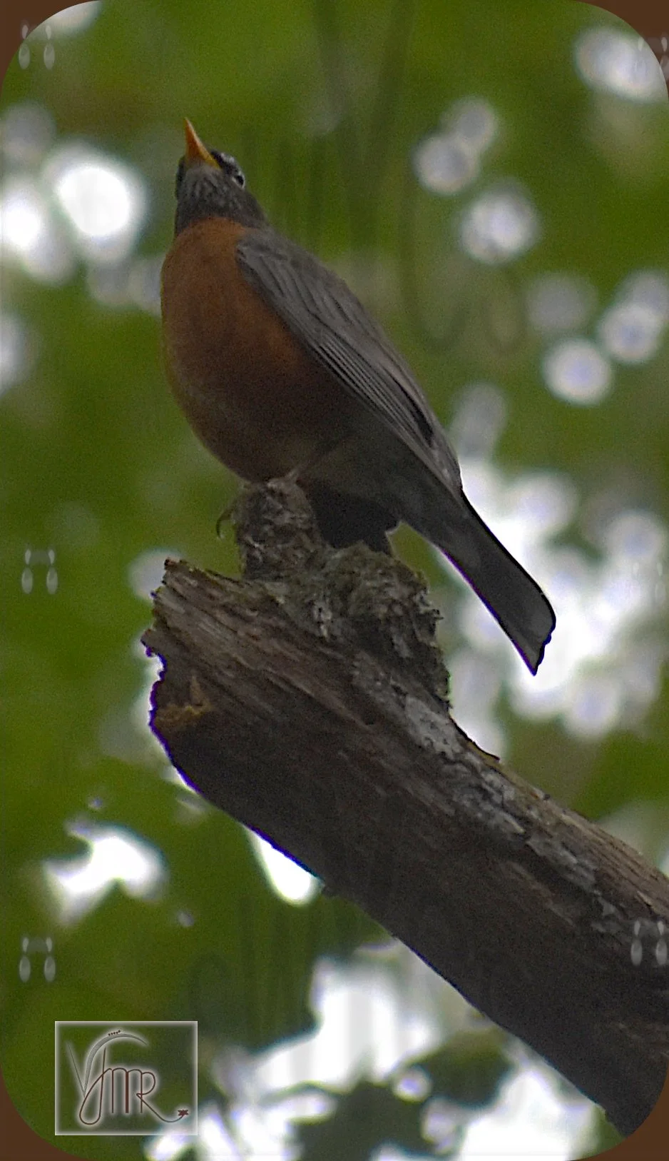 Robin 2