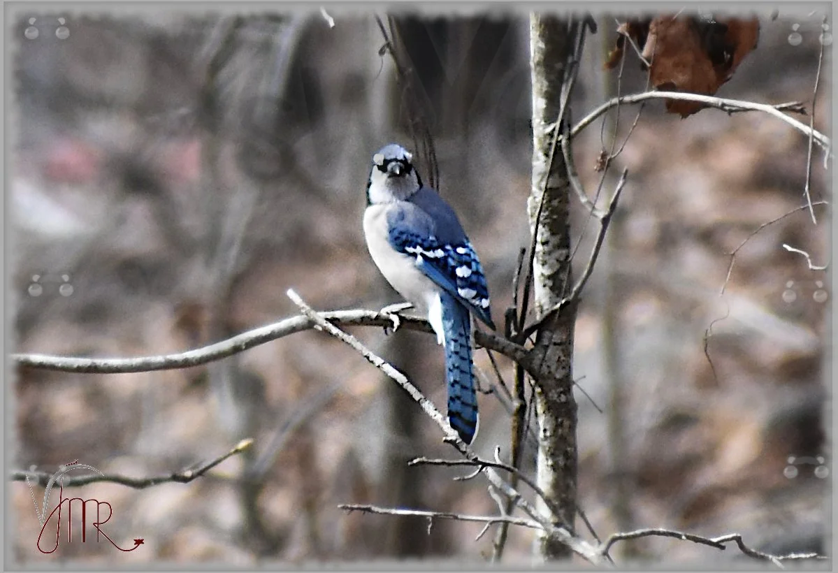 Blue Jay 1