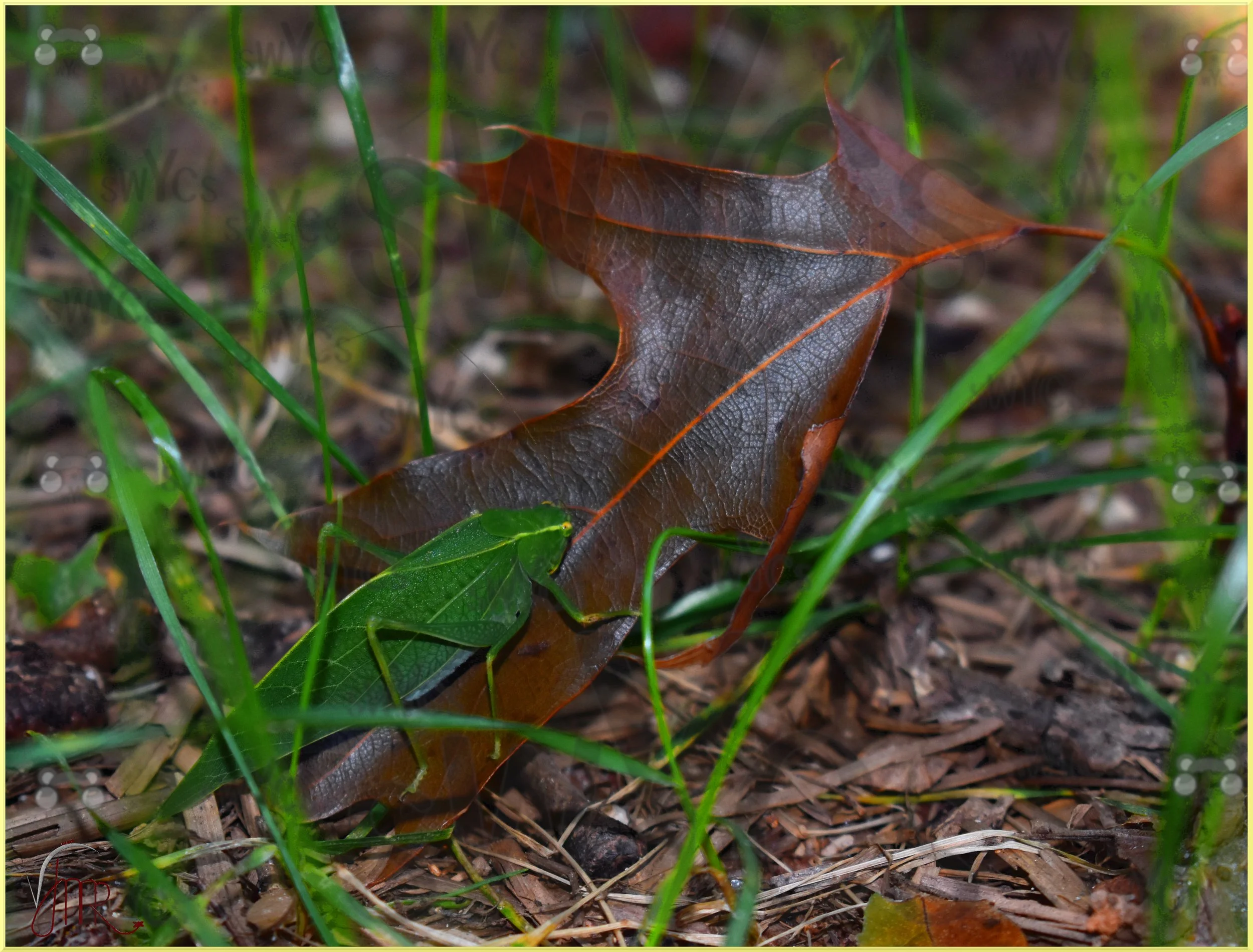 Katydid 2