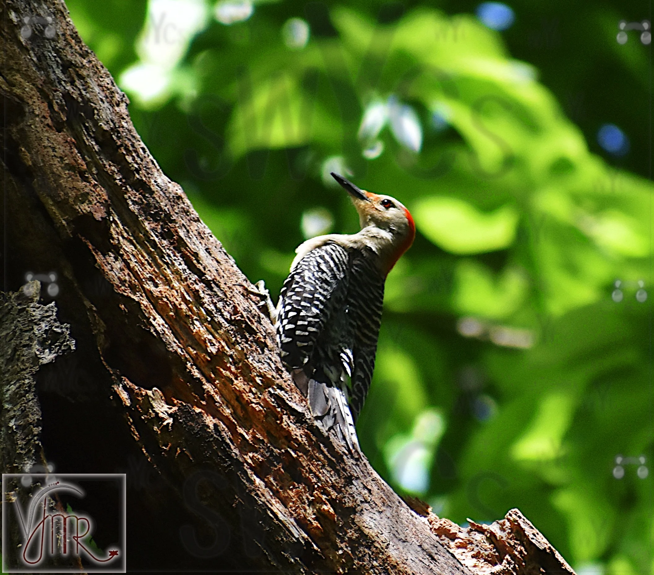 Red bellied woodpecker 4 with watermark.JPG