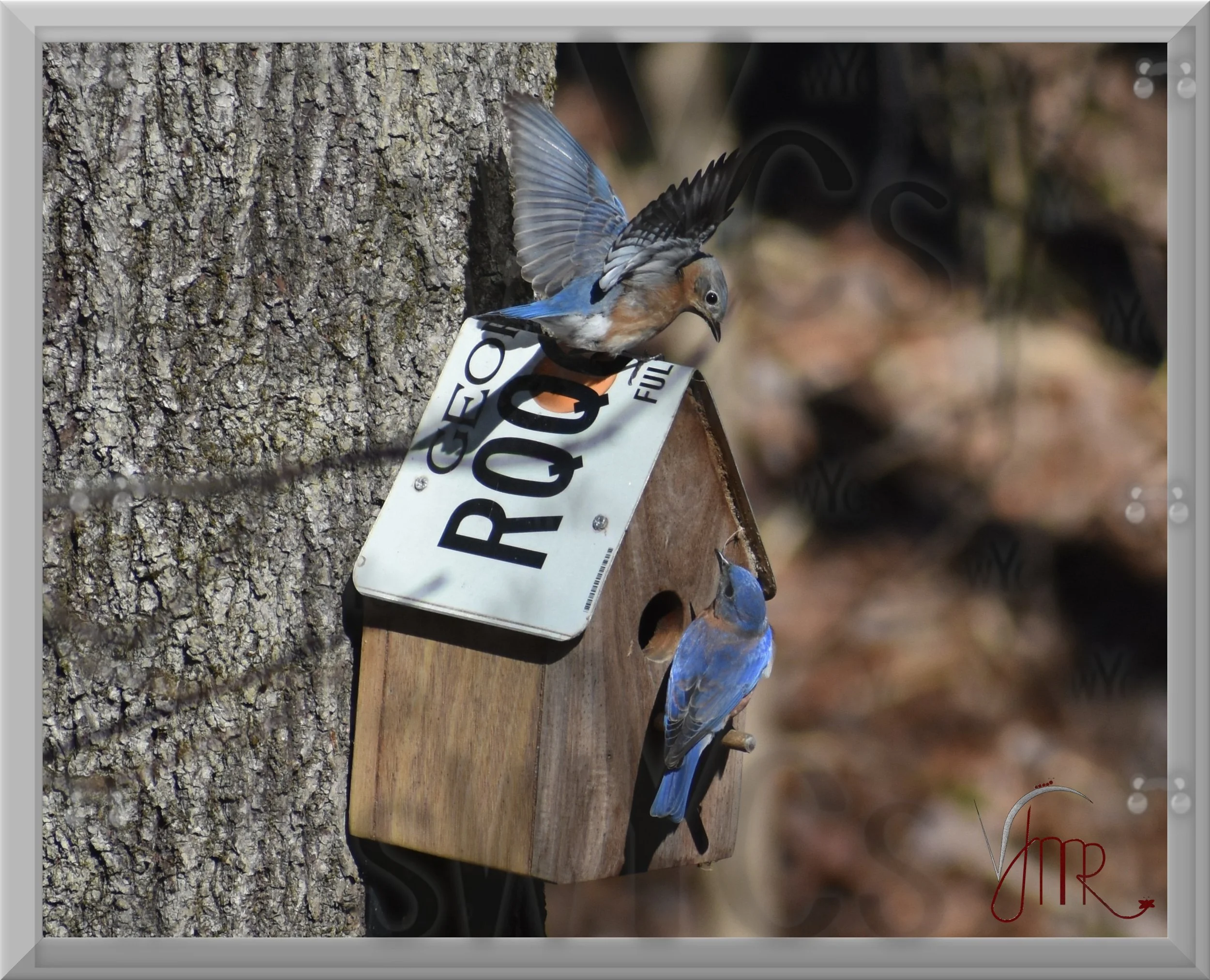 eastern bluebird 14 with watermark.jpg