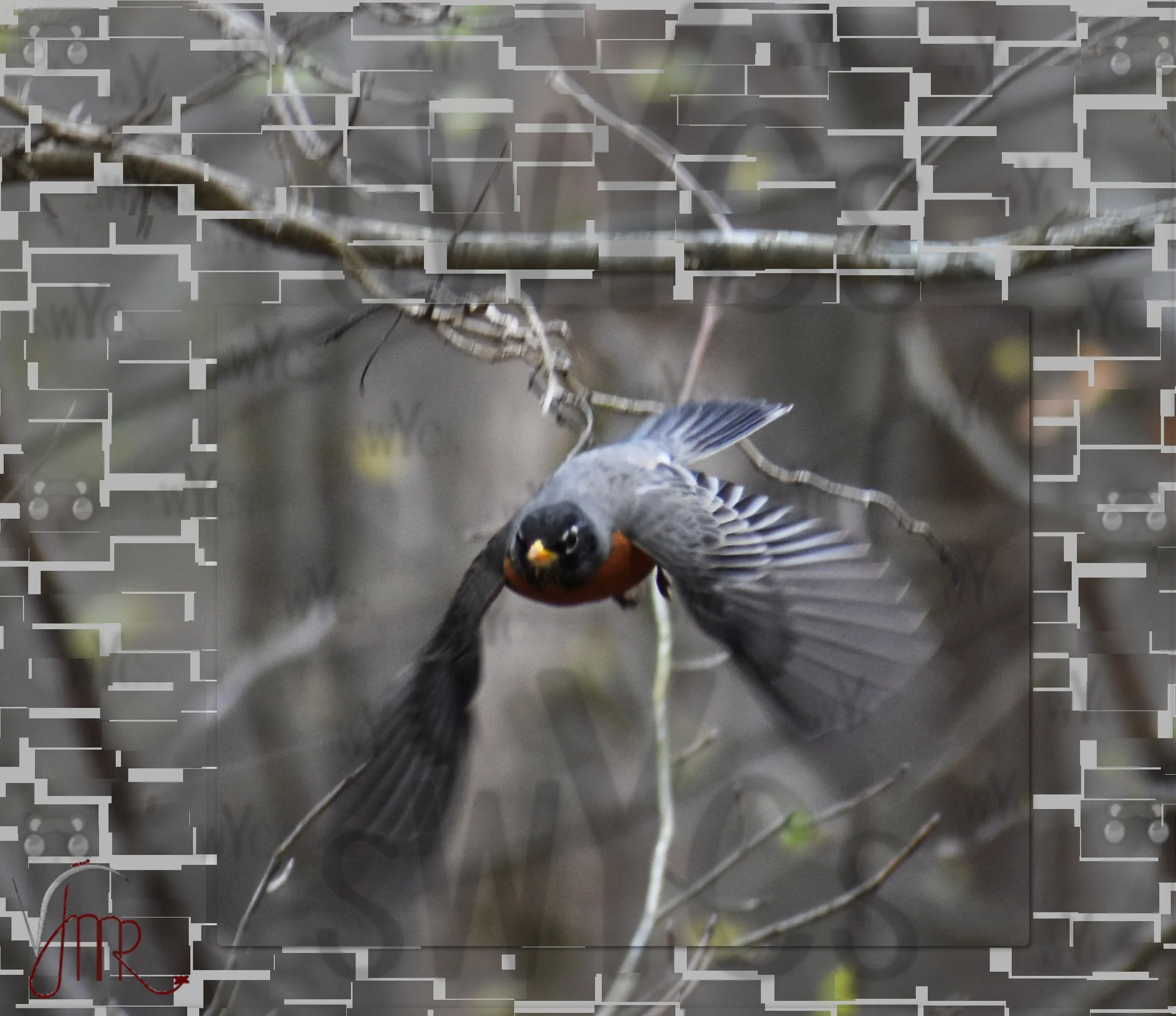 Robin 1
